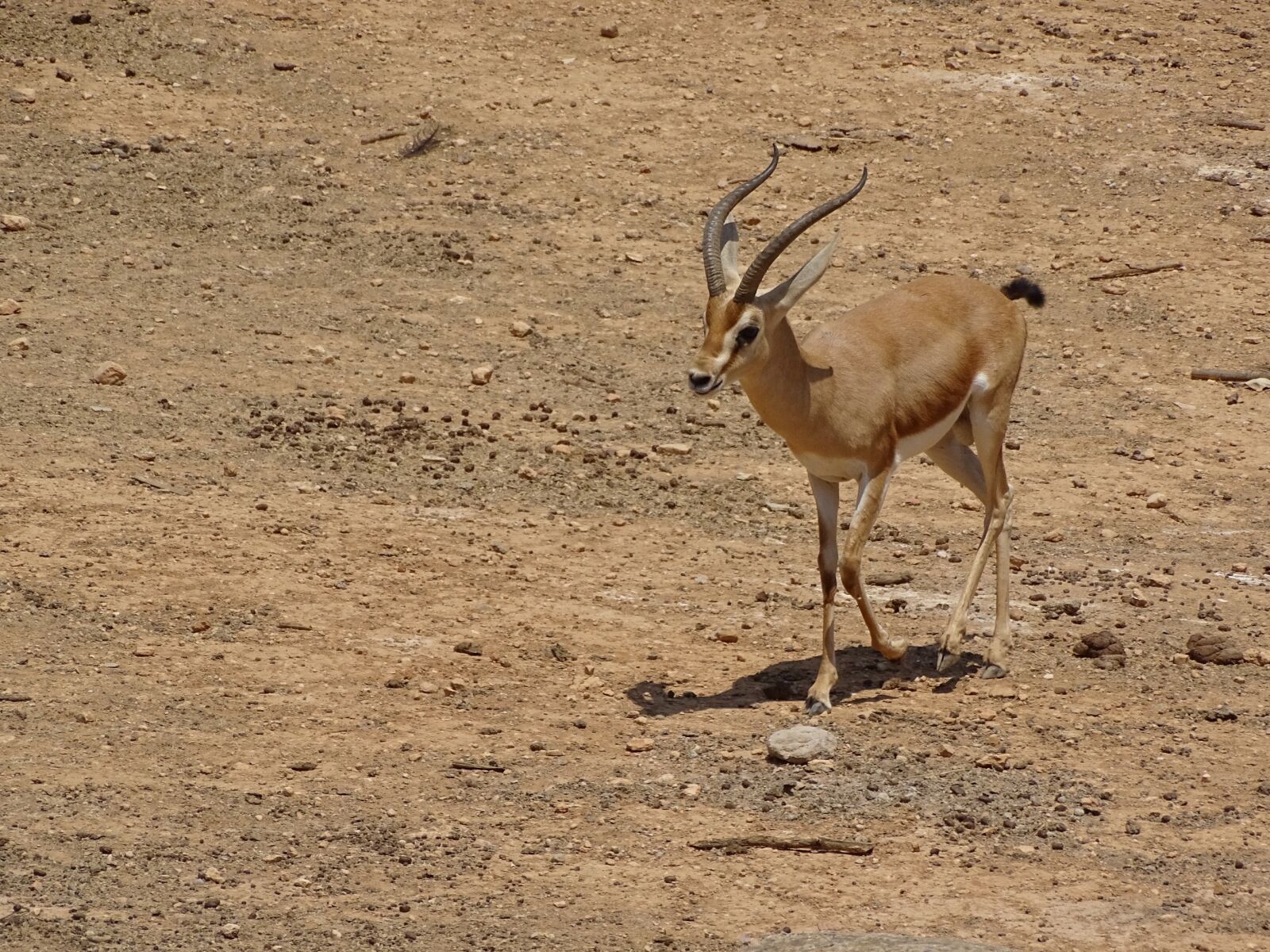 Sony Cyber-shot DSC-HX400V sample photo. Gazelle, animal, wild animals photography