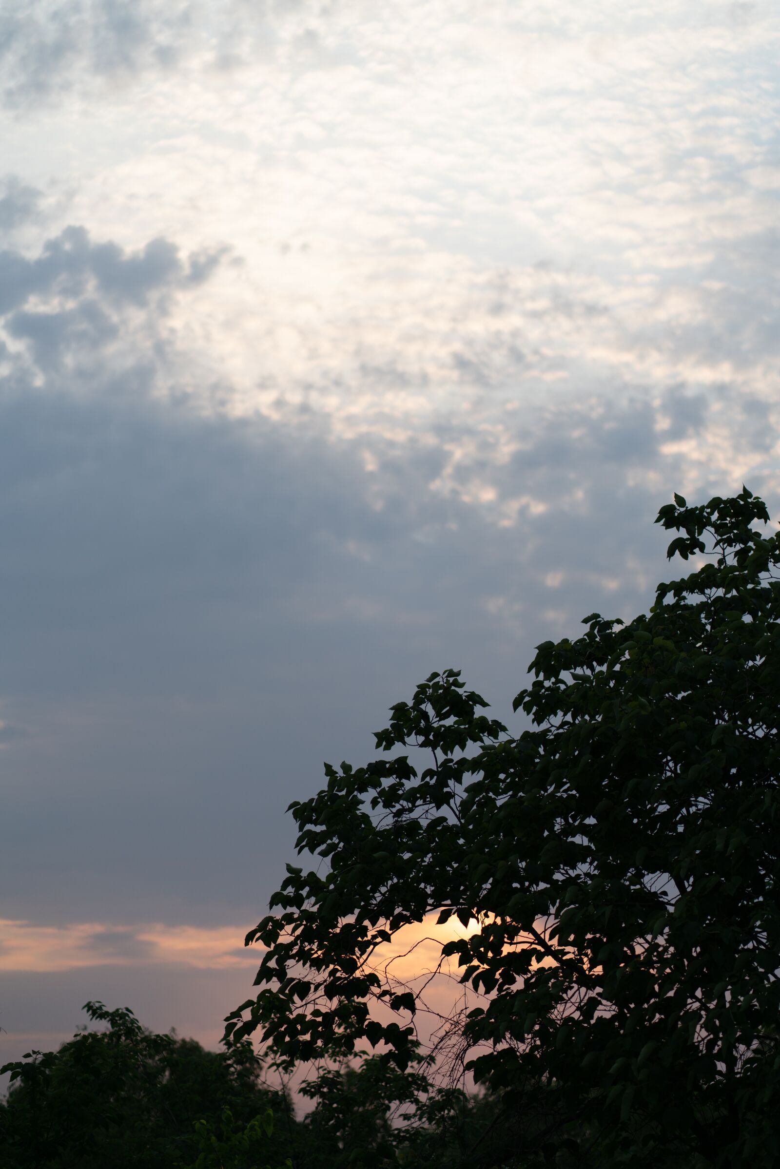 Sony a7R II sample photo. Summer, sunset, tree photography