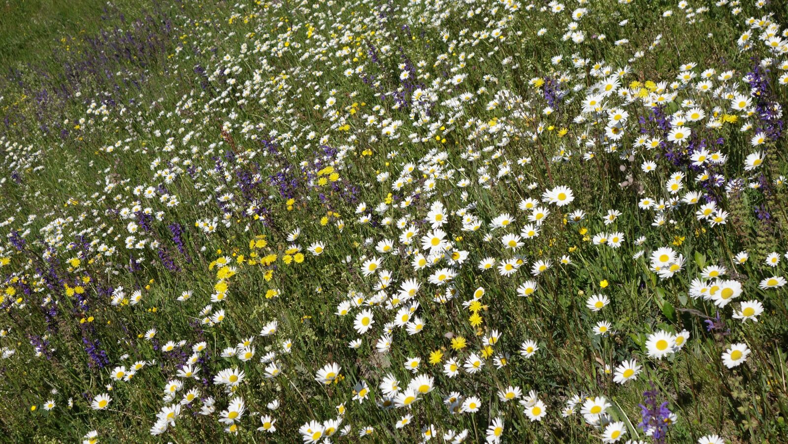 Sony Cyber-shot DSC-RX100 II sample photo. Flower meadow, flowers, spring photography