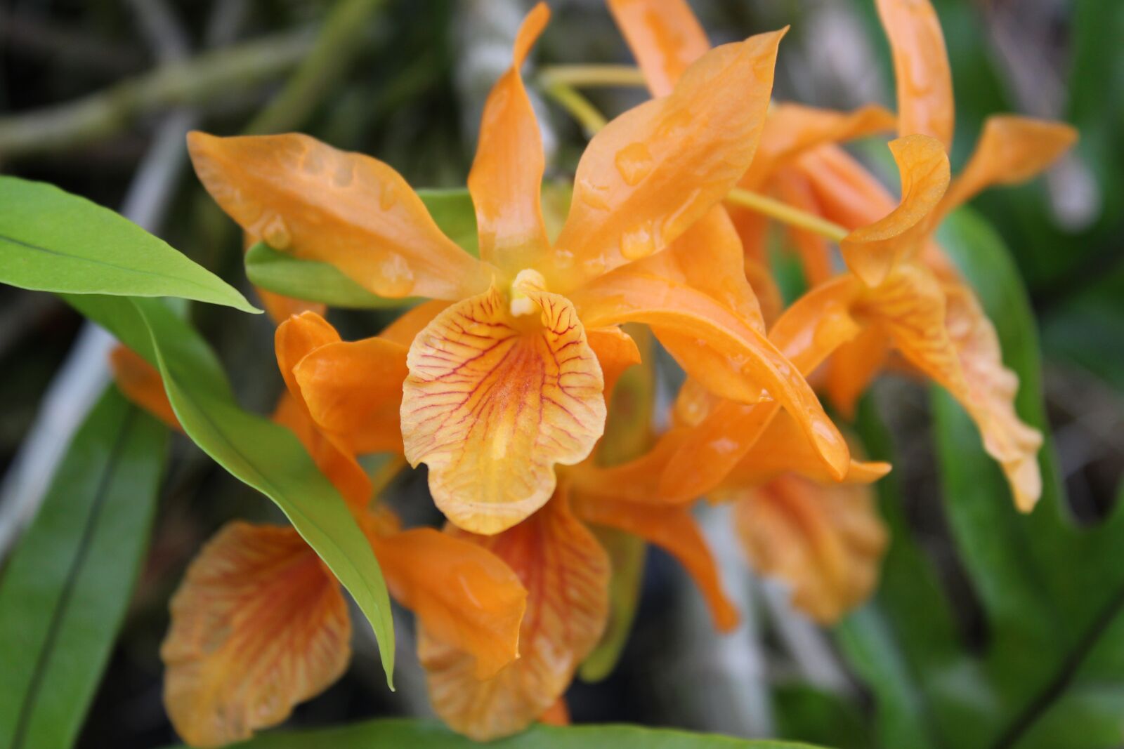 Canon EOS 650D (EOS Rebel T4i / EOS Kiss X6i) sample photo. Plant, nature, flowers photography