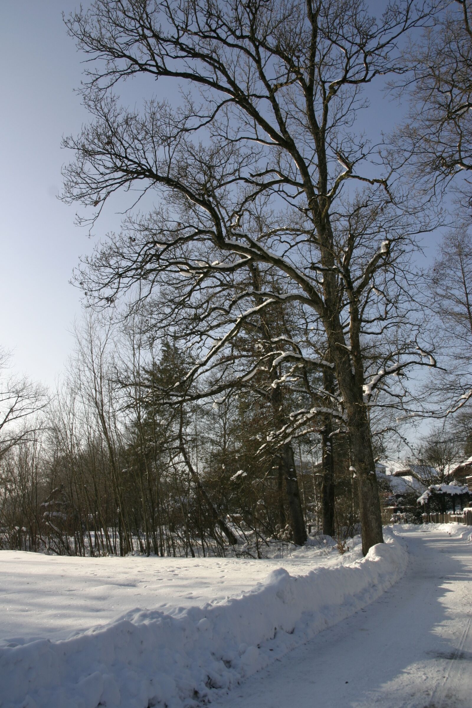 Canon EOS 300D (EOS Digital Rebel / EOS Kiss Digital) sample photo. Winter, trees, snow photography