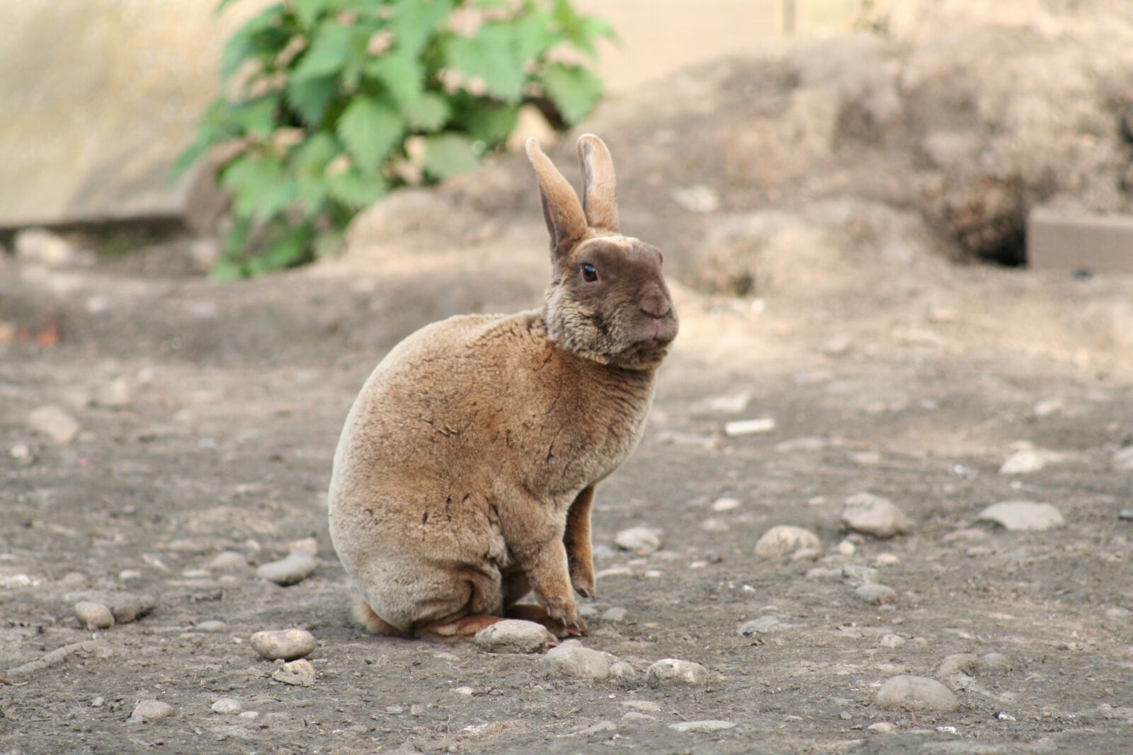 Canon EOS 350D (EOS Digital Rebel XT / EOS Kiss Digital N) sample photo. Rabbit, domestic, pet photography
