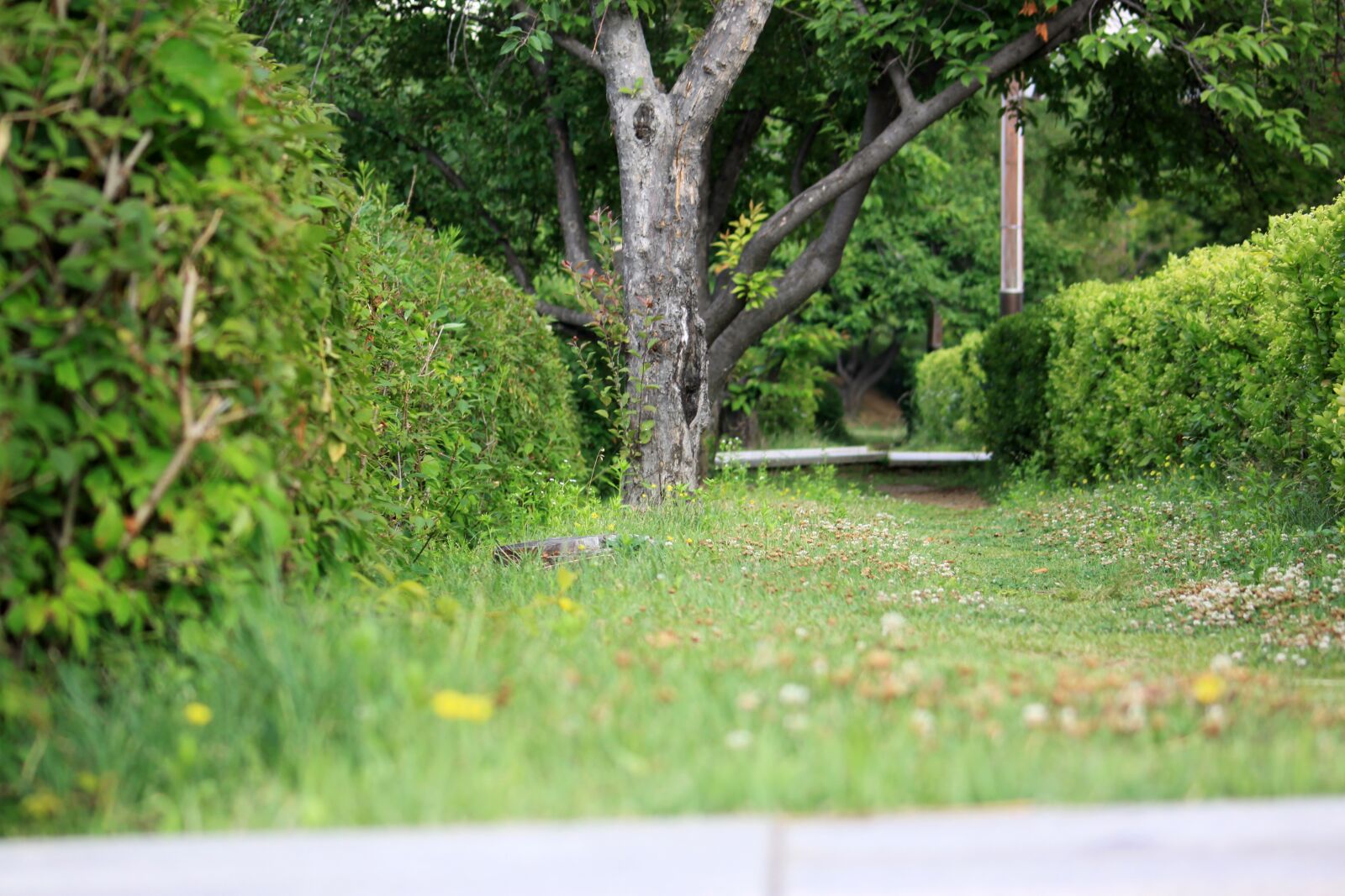 Canon EOS 50D sample photo. Trail, garden, park photography
