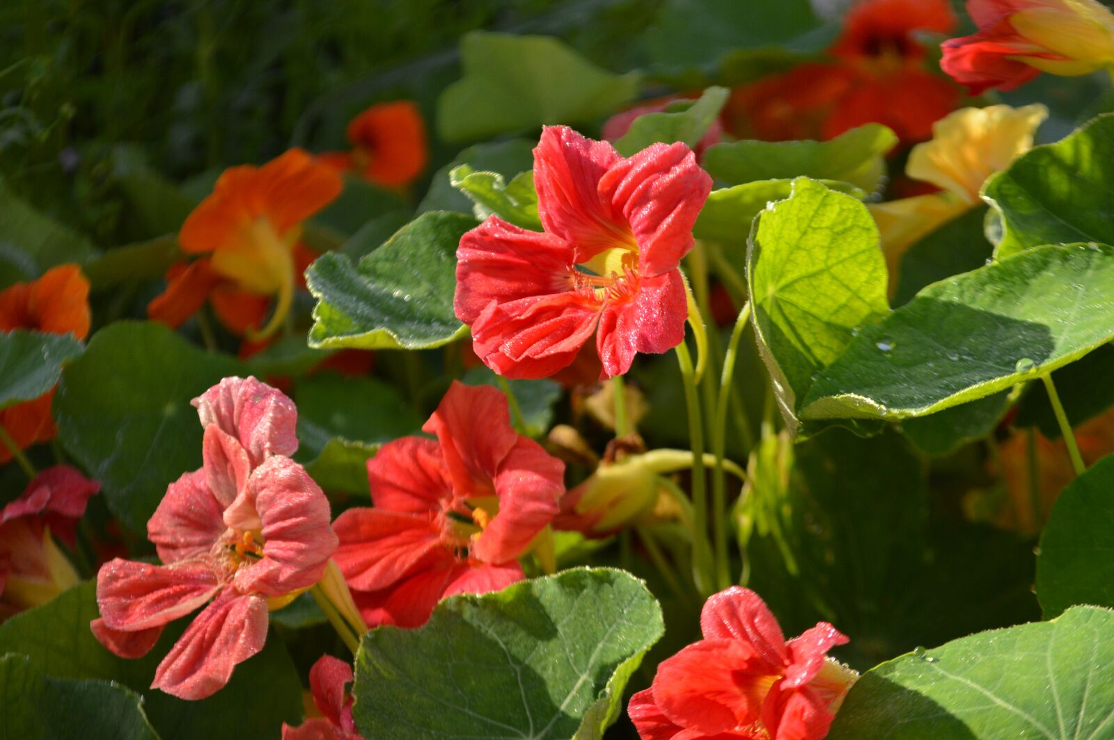Nikon D3200 sample photo. Nasturtium, summer, garden photography