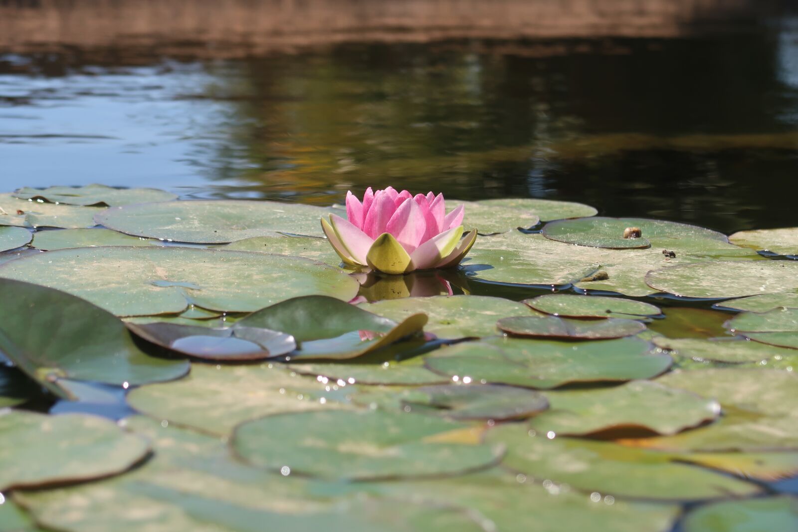 Canon PowerShot G7 X Mark II sample photo. Huelva, the rabida, flower photography
