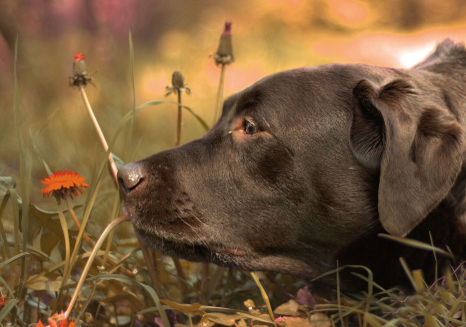 Canon EOS 700D (EOS Rebel T5i / EOS Kiss X7i) + Canon EF 50mm F1.8 II sample photo. Dog, flowers, grass photography