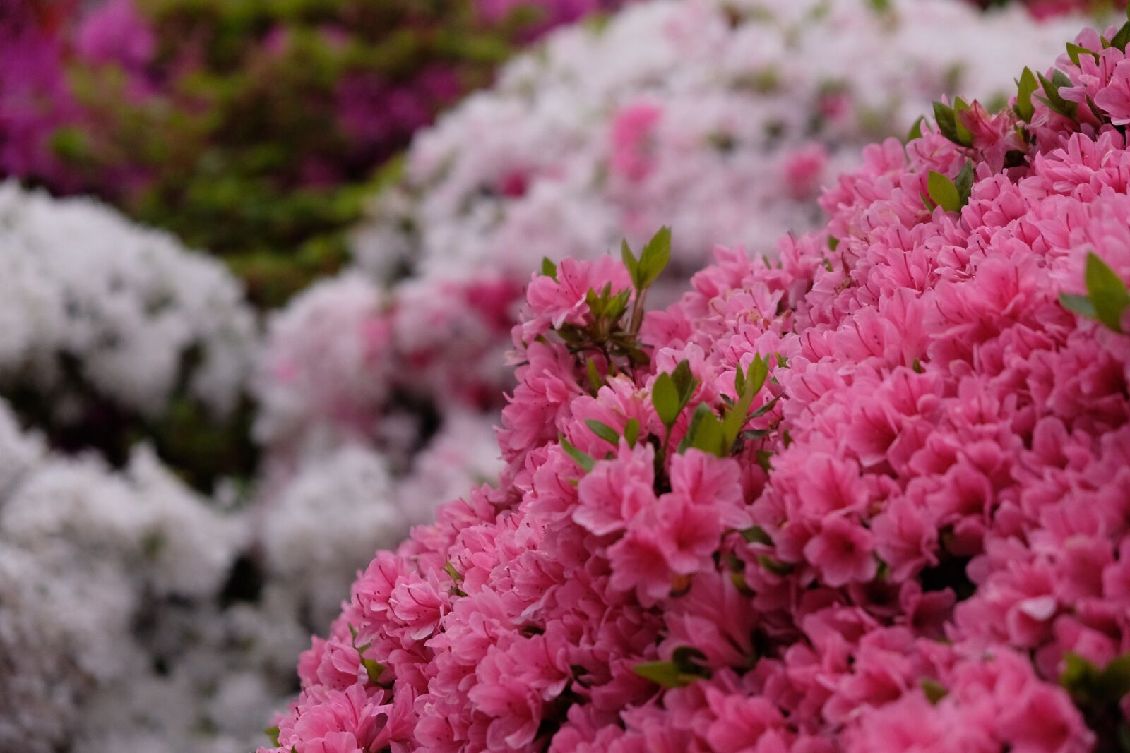 Fujifilm X-E3 sample photo. Flower, azalea, pink flower photography