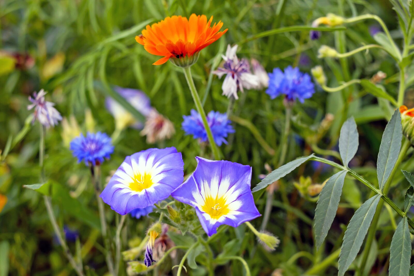 Fujifilm X-T10 + Fujifilm XF 35mm F1.4 R sample photo. Flower meadow, pointed flower photography
