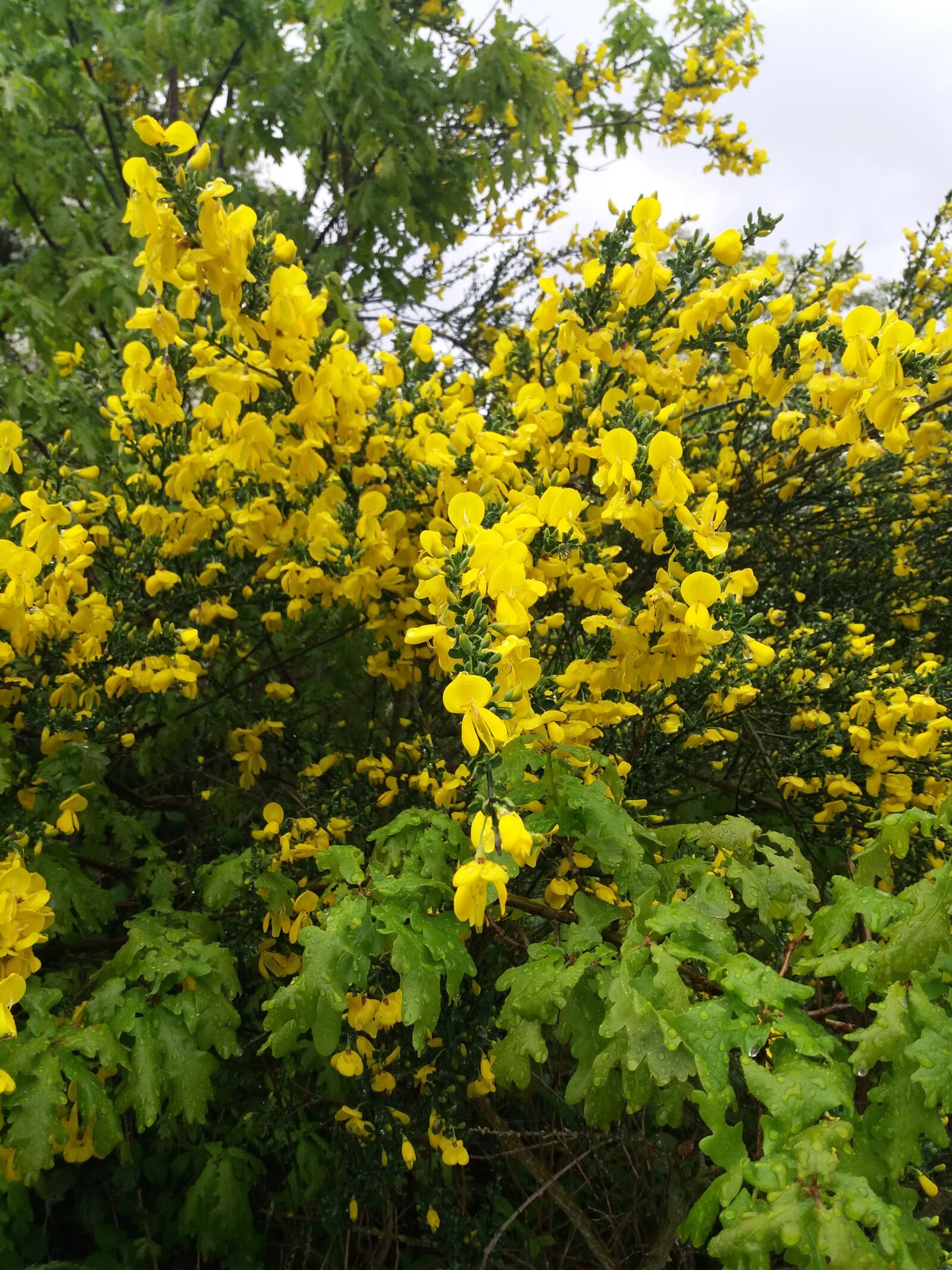 Samsung Galaxy J5(2016) sample photo. Broom, yellow flowers, broom photography