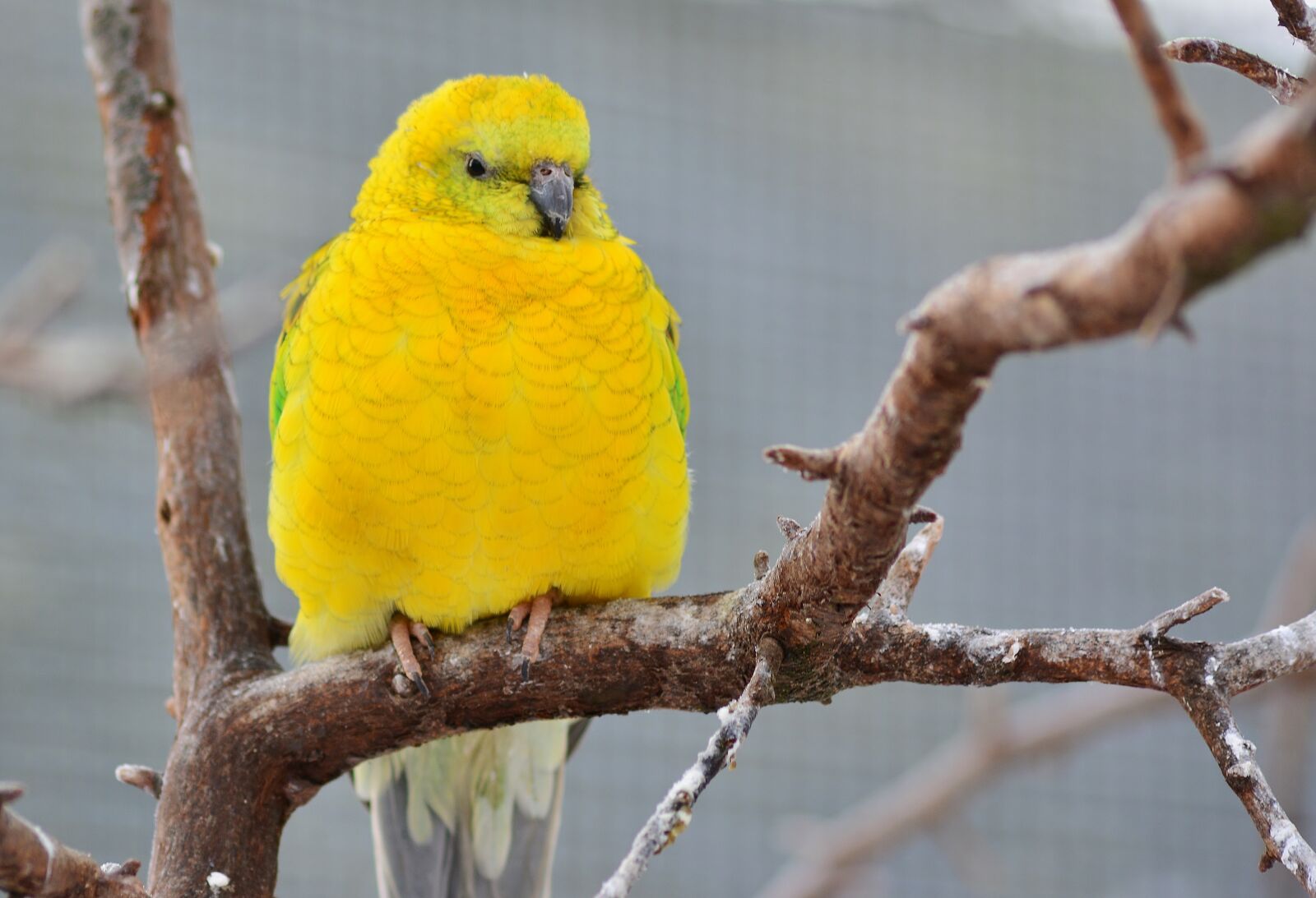 Nikon D5200 sample photo. Bird, parakeet, cute photography