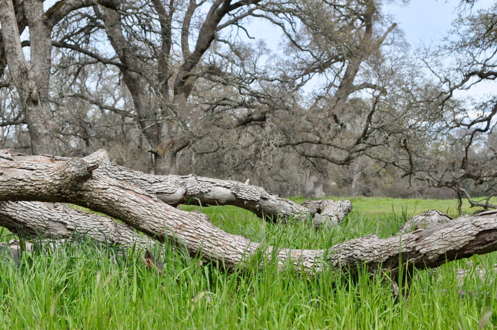 Nikon D90 sample photo. Nature, tree, landscape photography