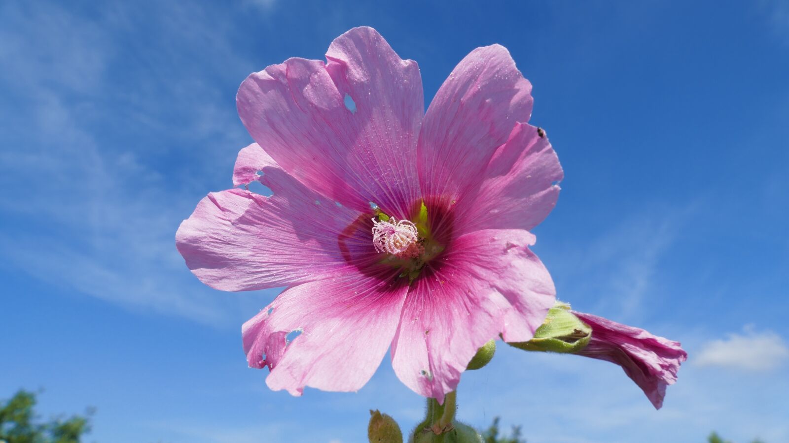 Panasonic Lumix DMC-FZ1000 sample photo. Flower, sky, summer photography