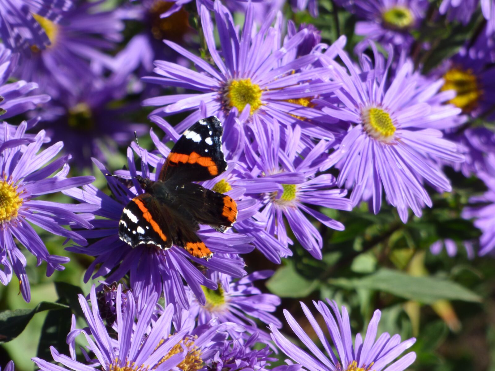 Panasonic Lumix DMC-FZ70 sample photo. Scotland, flowers, butterfly photography