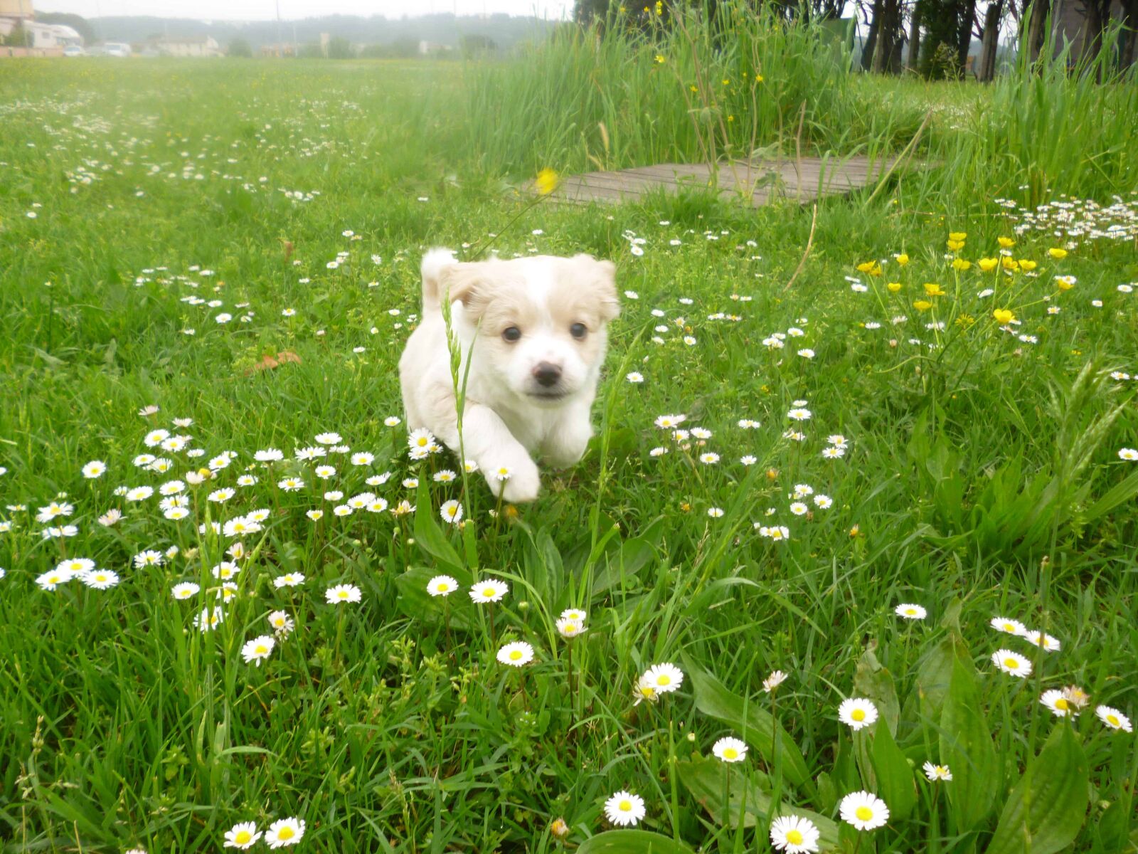 Panasonic DMC-FS18 sample photo. Terrier dog, lawn, grass photography