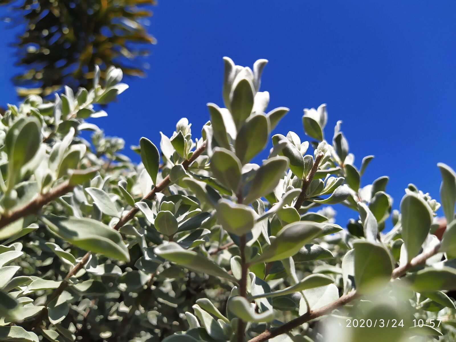 Xiaomi Redmi Note 7 sample photo. Blue sky, a green photography