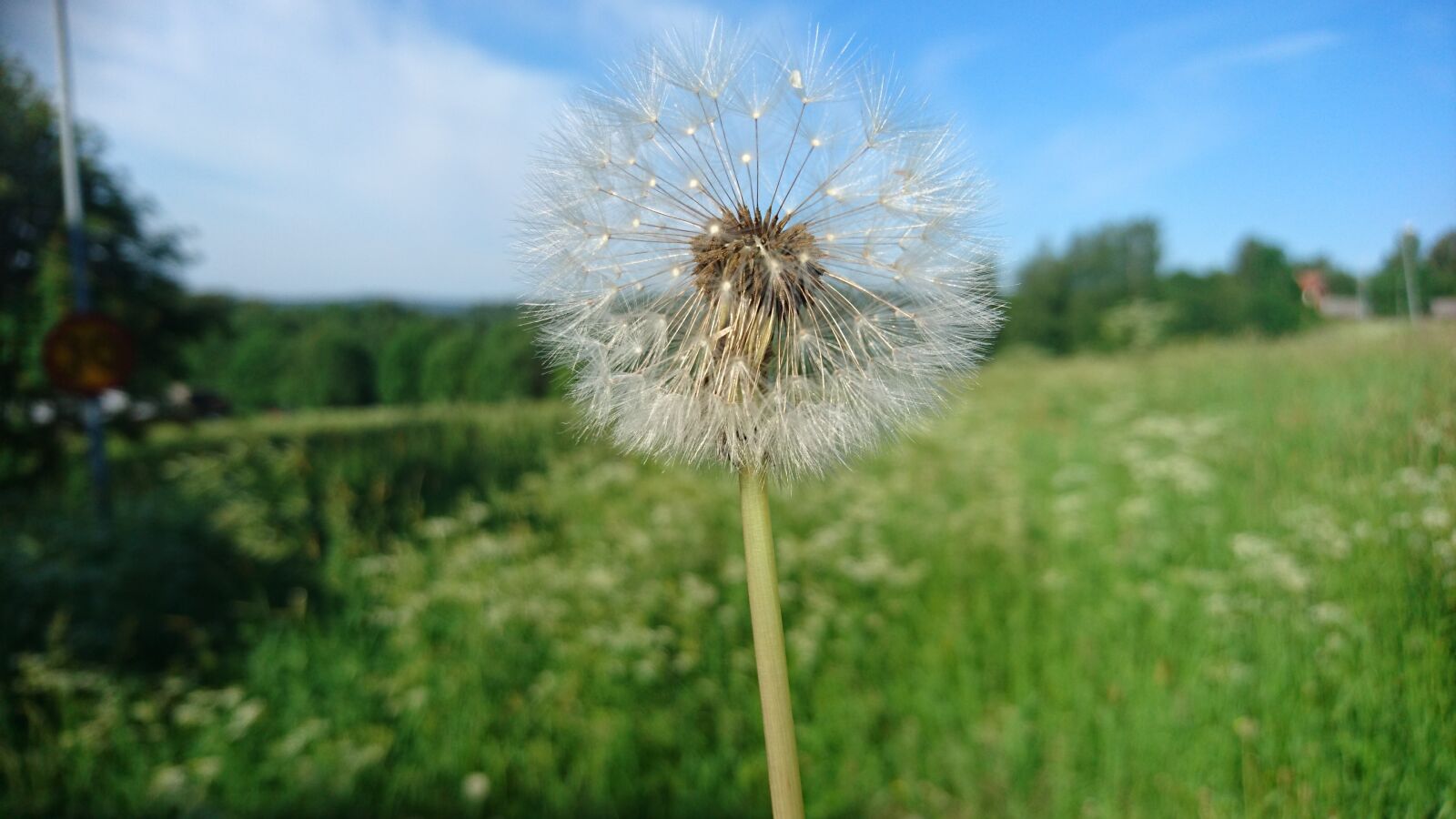 Sony Xperia Z5 Compact sample photo. Flower, summer, dandelion photography