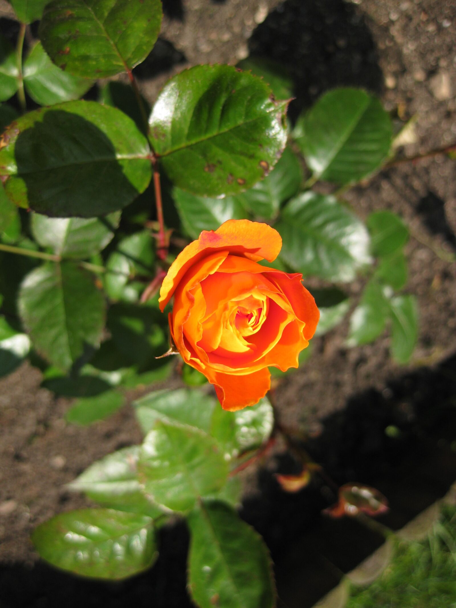 Canon PowerShot SD770 IS (Digital IXUS 85 IS / IXY Digital 25 IS) sample photo. Rose, orange, flowers photography