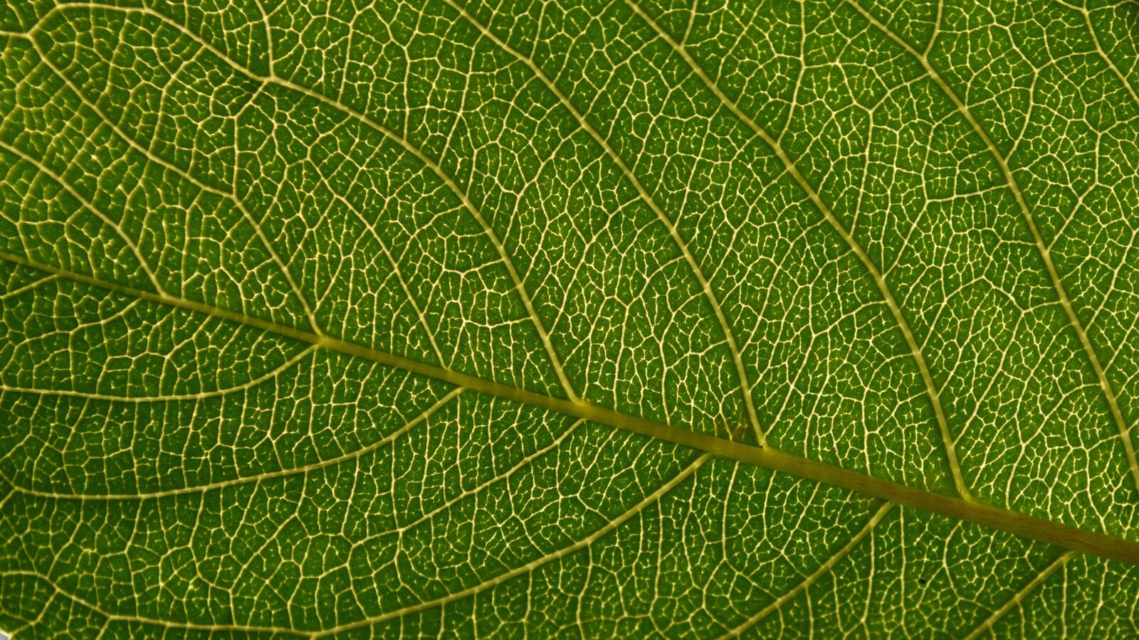 Nikon D3100 sample photo. Leaf, backlit, green photography