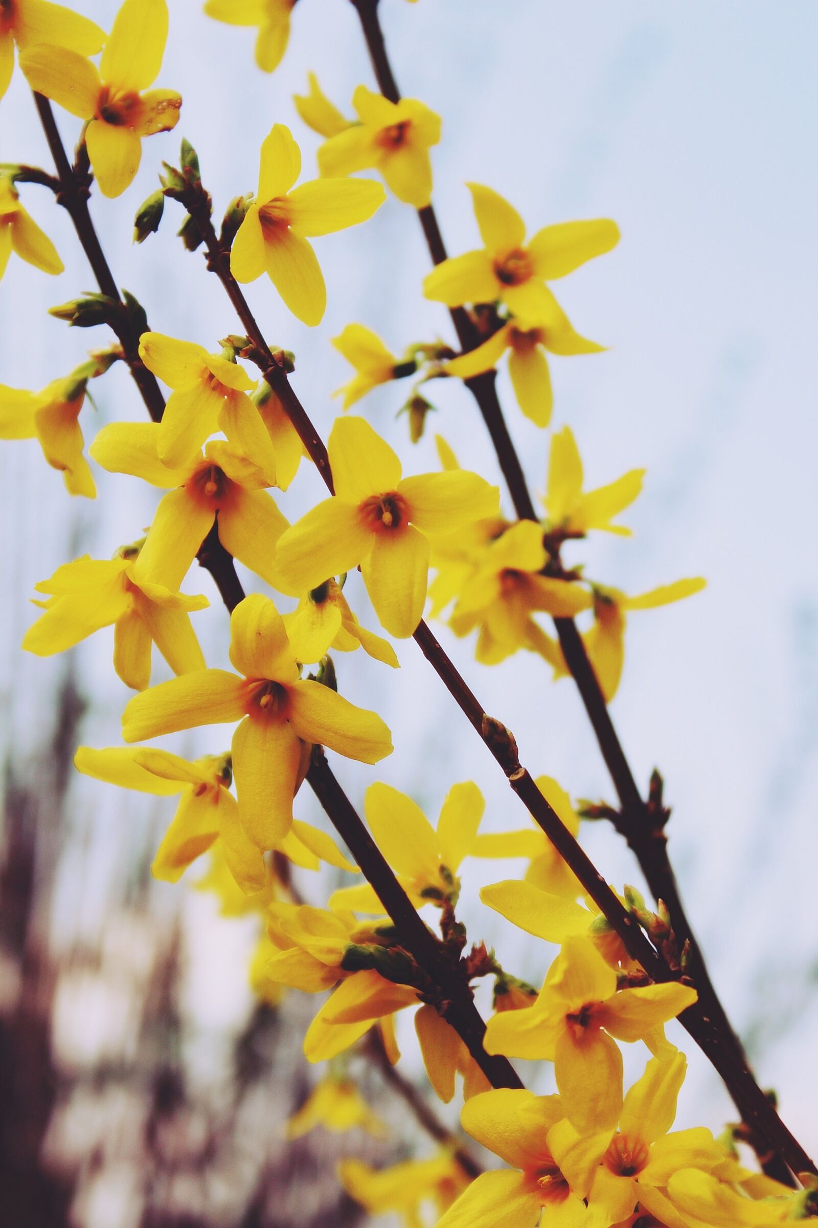 Canon EOS 1200D (EOS Rebel T5 / EOS Kiss X70 / EOS Hi) sample photo. Gold shrub, easter bush photography