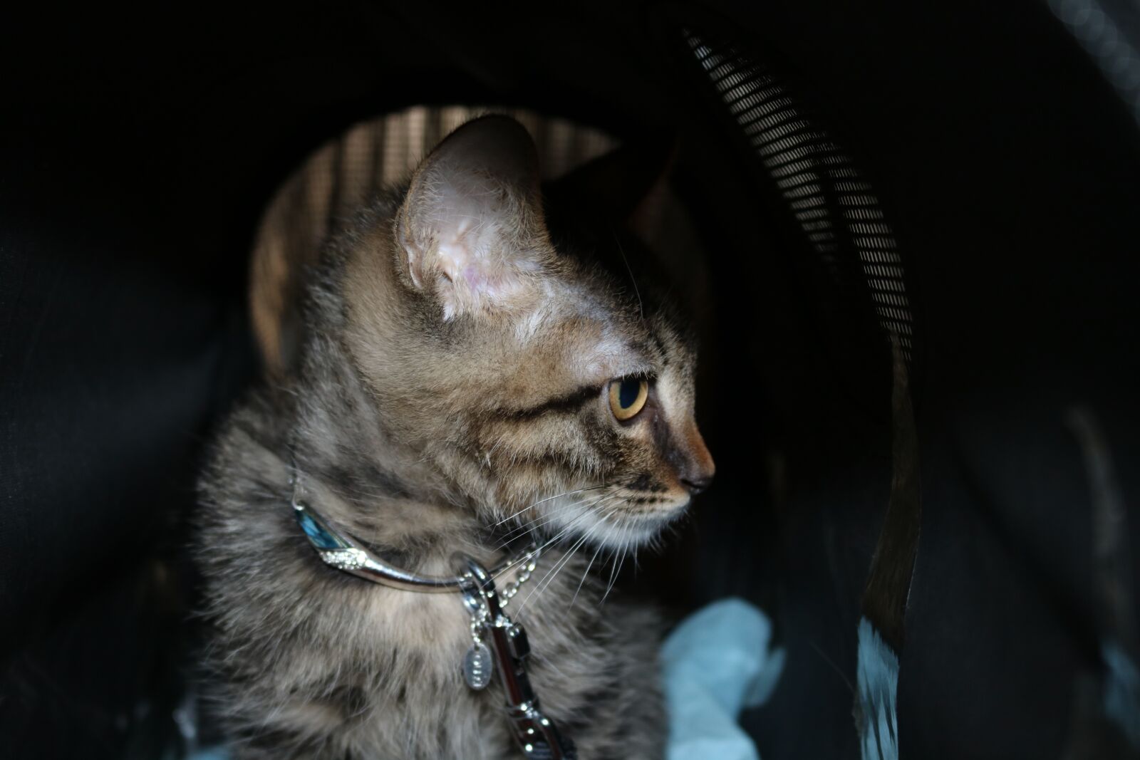 Canon EOS 750D (EOS Rebel T6i / EOS Kiss X8i) sample photo. Cat, portrait, mammal photography