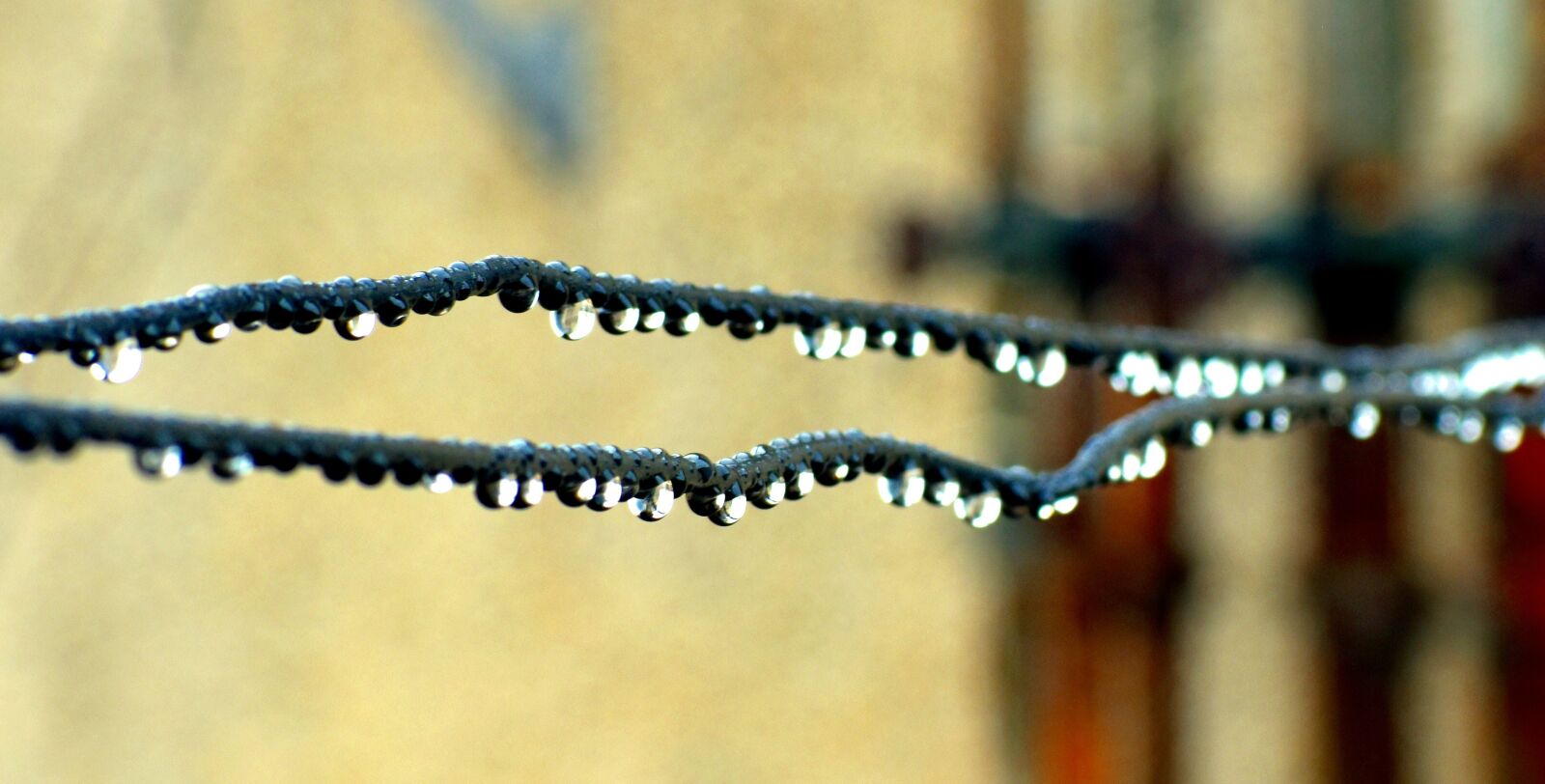 Nikon D5600 sample photo. An array of drops photography