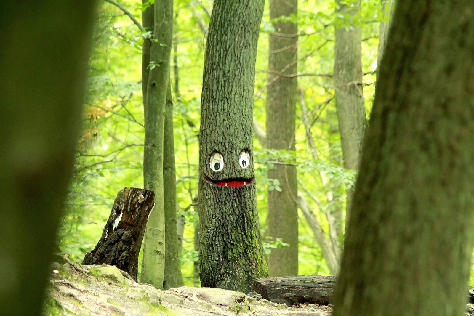 Canon EF 70-300mm F4-5.6 IS USM sample photo. Tree, face, log photography