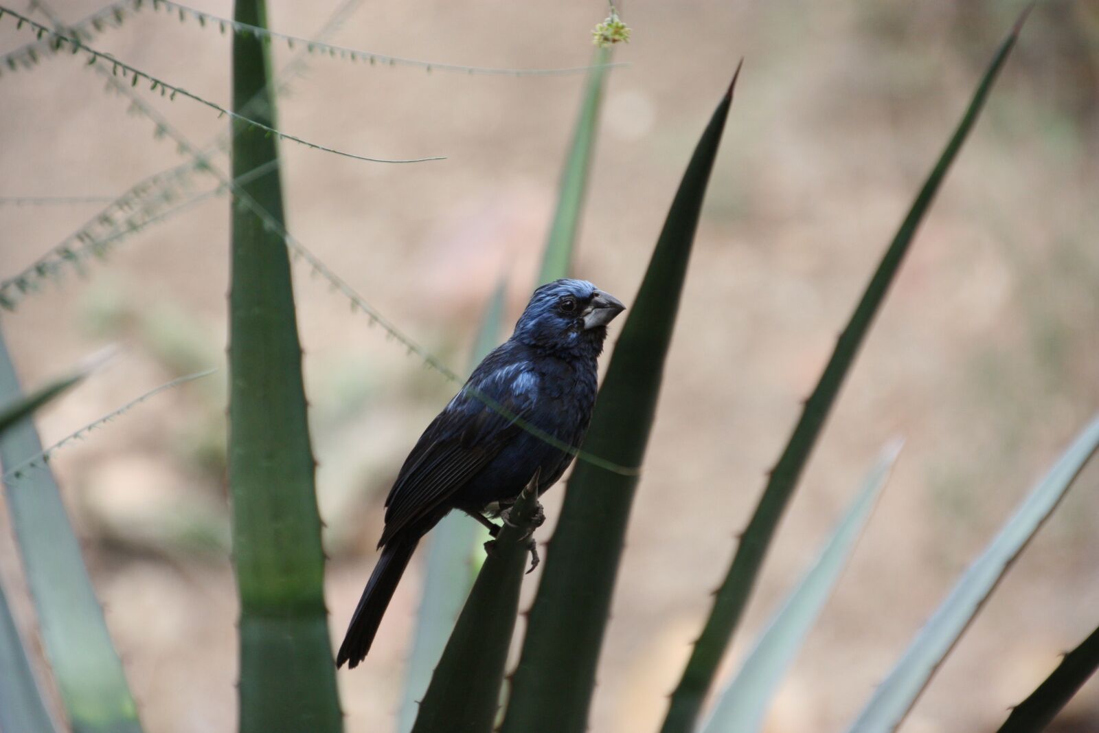 Canon EOS 450D (EOS Rebel XSi / EOS Kiss X2) sample photo. Bird, exotic bird, nature photography
