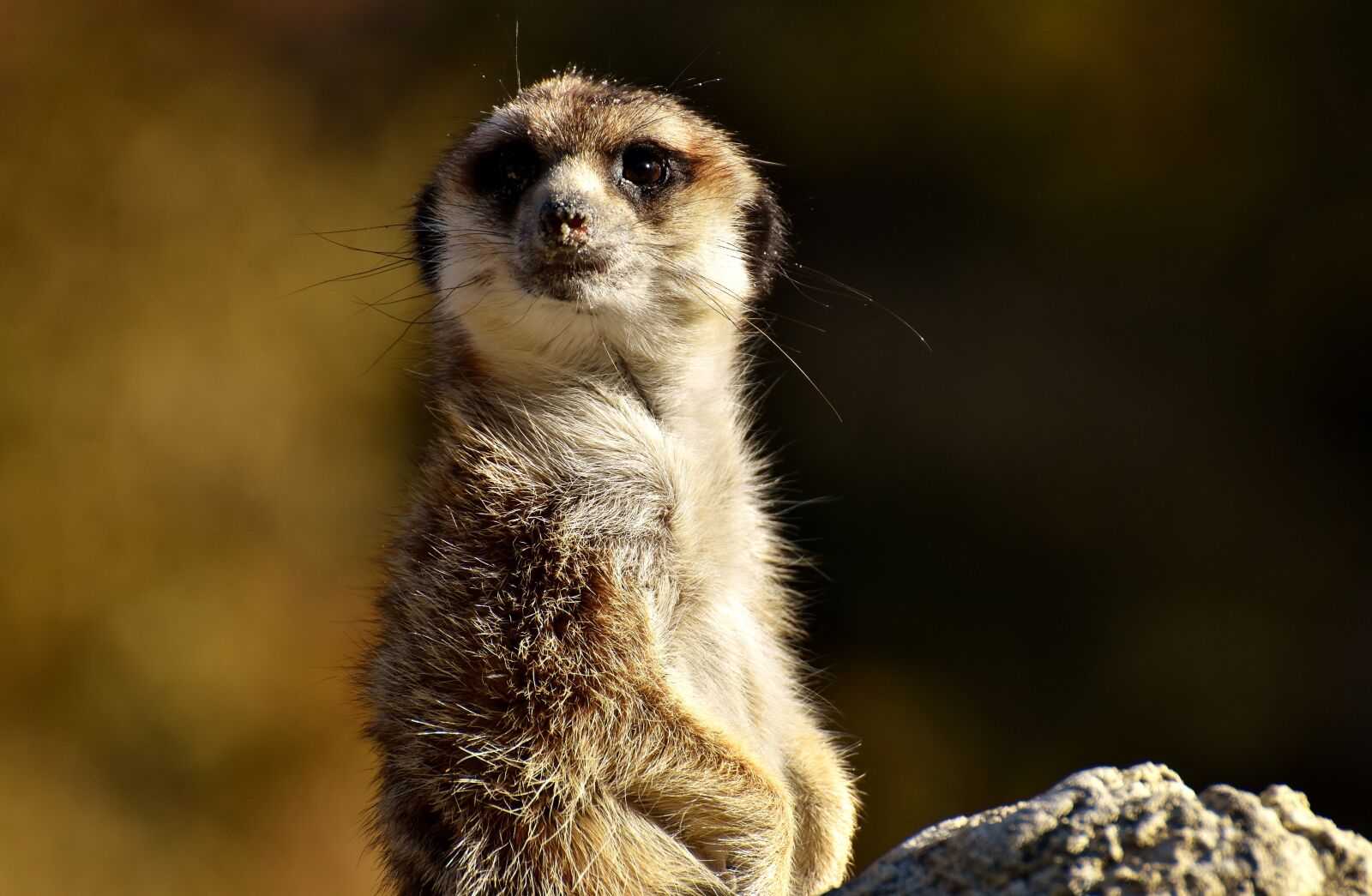 Nikon D7200 sample photo. Meerkat, animal, nature photography