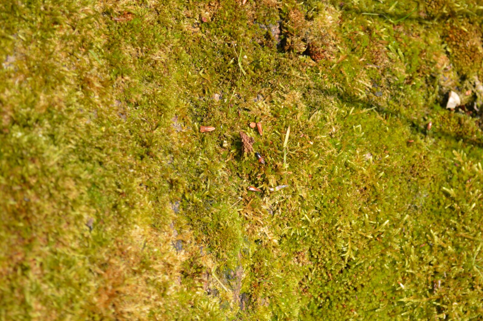 Nikon D3200 sample photo. Desktop, nature, pattern photography