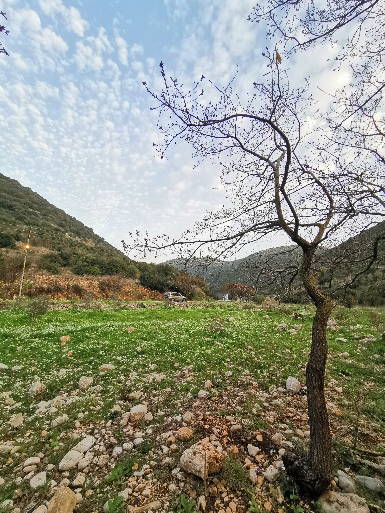 HUAWEI P30 Pro sample photo. Nature, landscape, tree photography