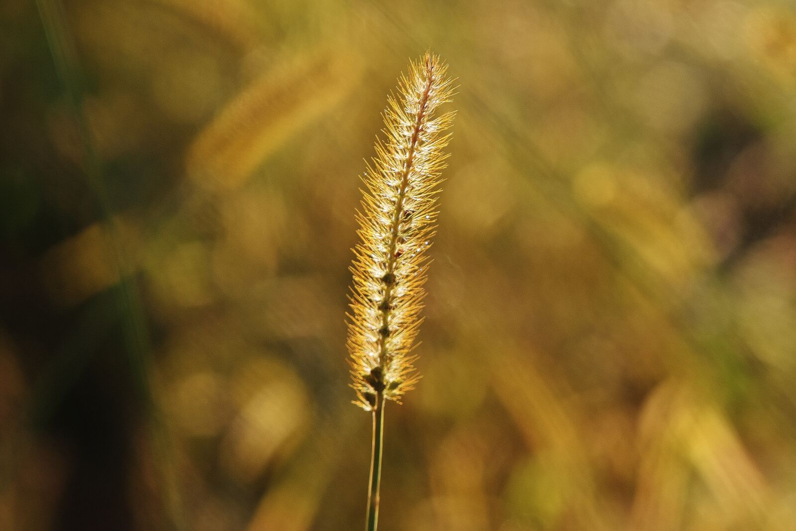 Nikon D7200 sample photo. Grasses, nature, plant photography