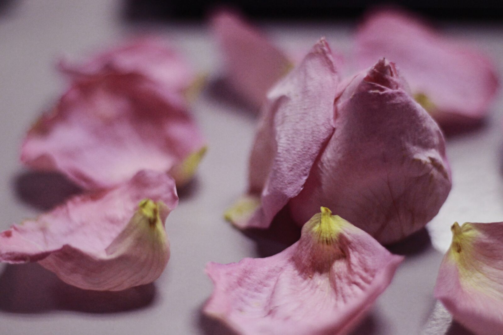 Canon EOS 700D (EOS Rebel T5i / EOS Kiss X7i) sample photo. Faded, rose, closeup photography