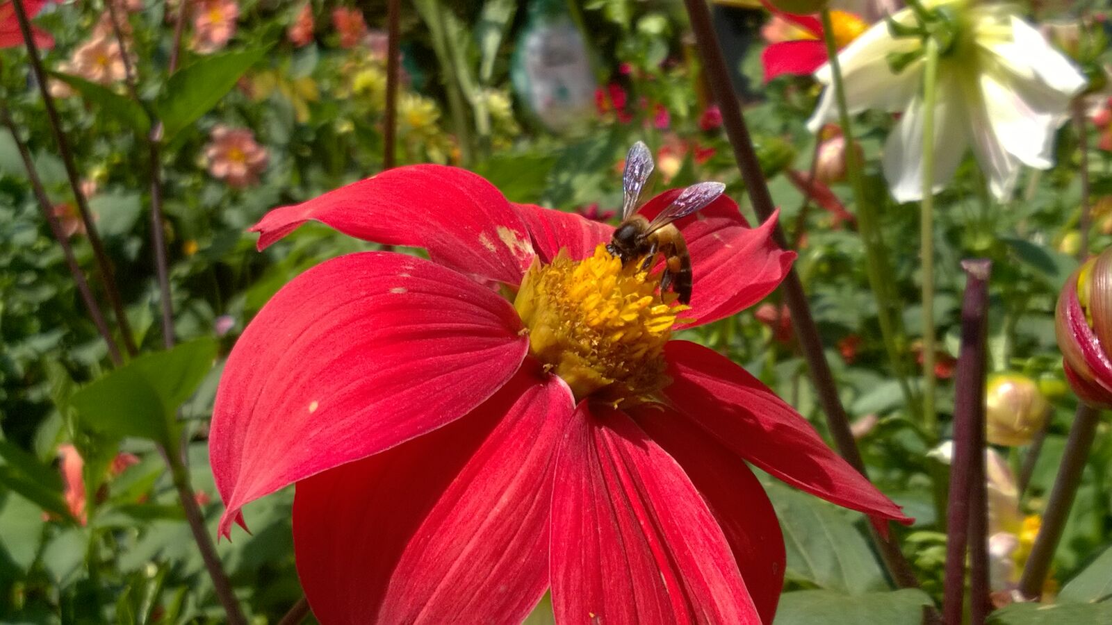 Nokia Lumia 730 Dual SIM sample photo. Flower, red, flowers, wasp photography