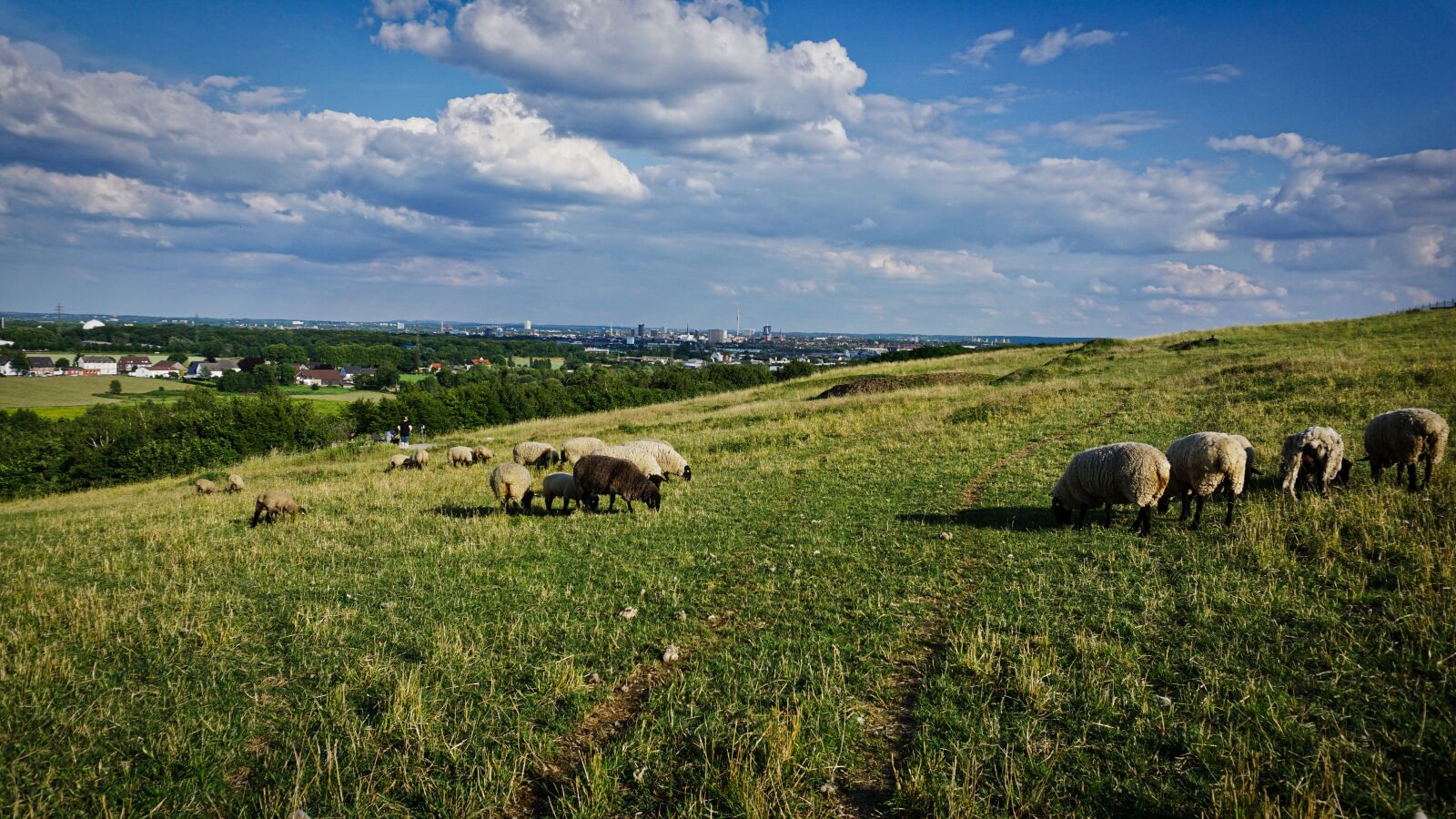 Sony a6000 sample photo. Dortmund, dump, sheep photography