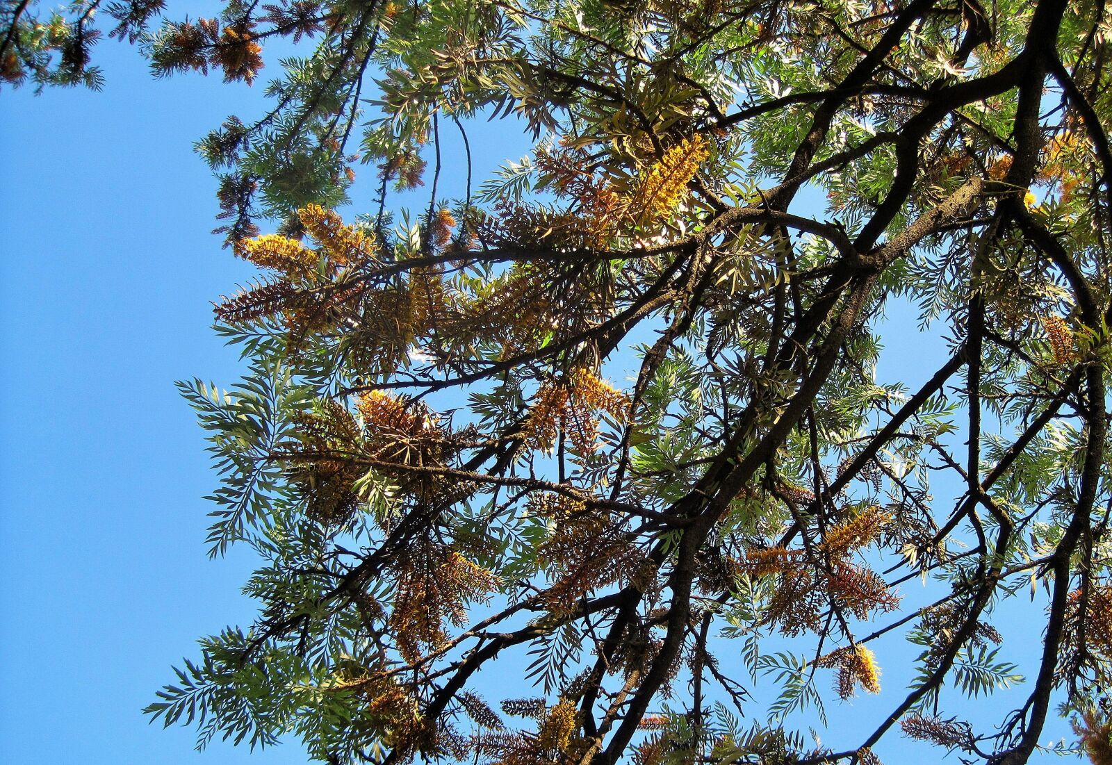 Canon PowerShot SD1200 IS (Digital IXUS 95 IS / IXY Digital 110 IS) sample photo. Silver oak tree, tree photography