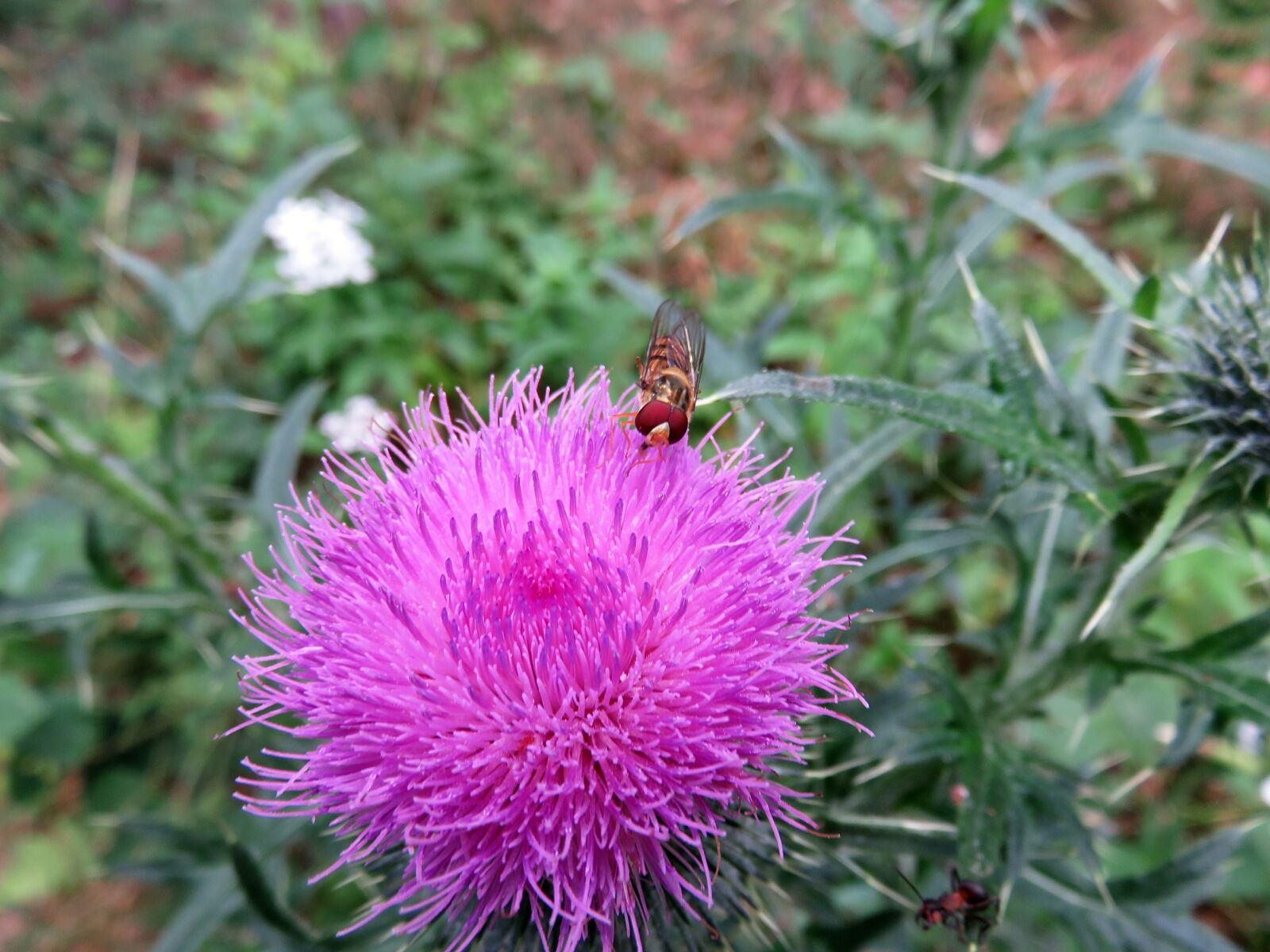 Canon PowerShot SX710 HS sample photo. Thistle, blossom, bloom photography