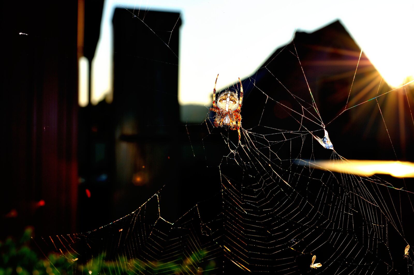 Nikon D5000 sample photo. Spider, insect, garden spider photography