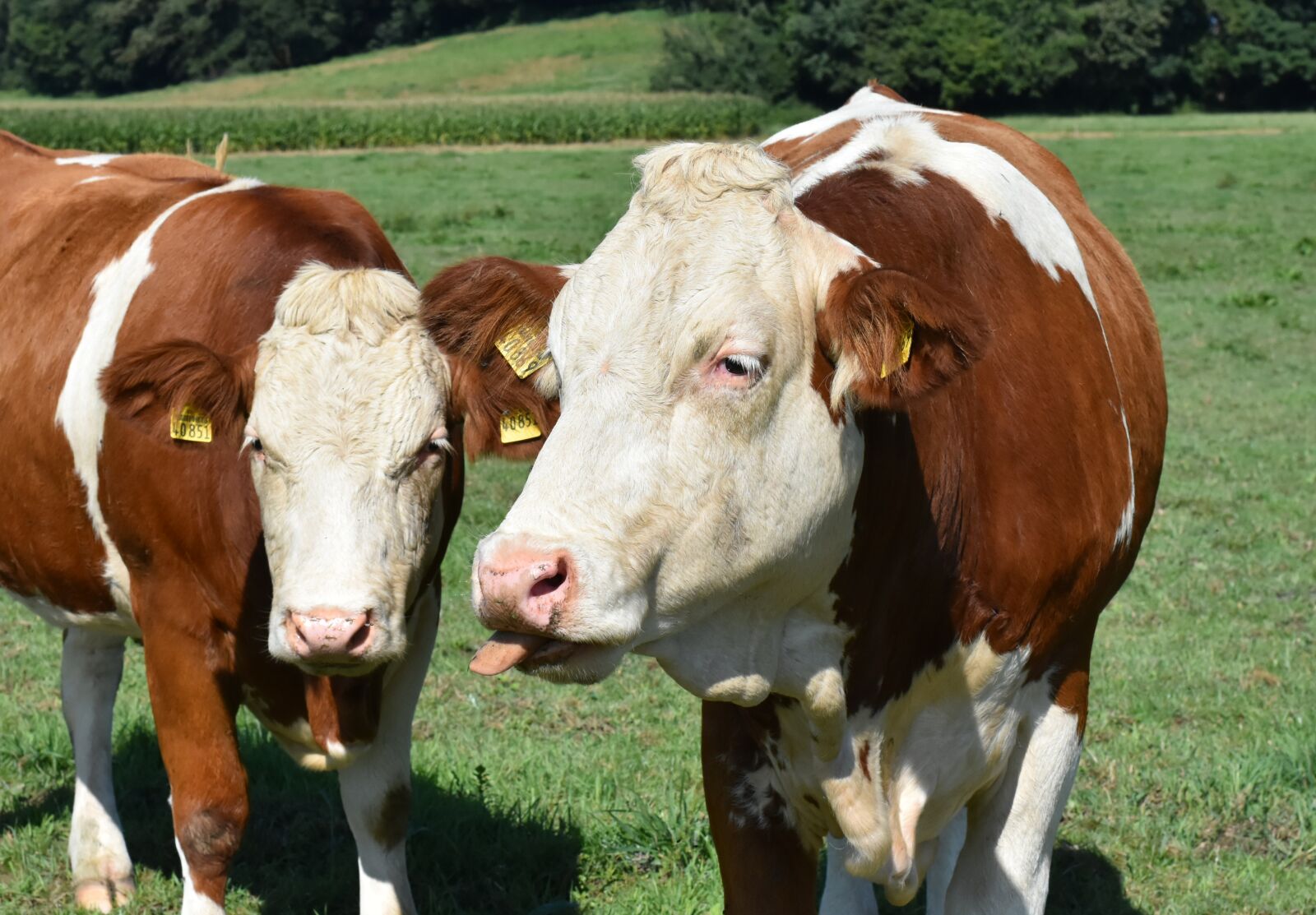 Nikon D7200 sample photo. Cows, pasture, agriculture photography