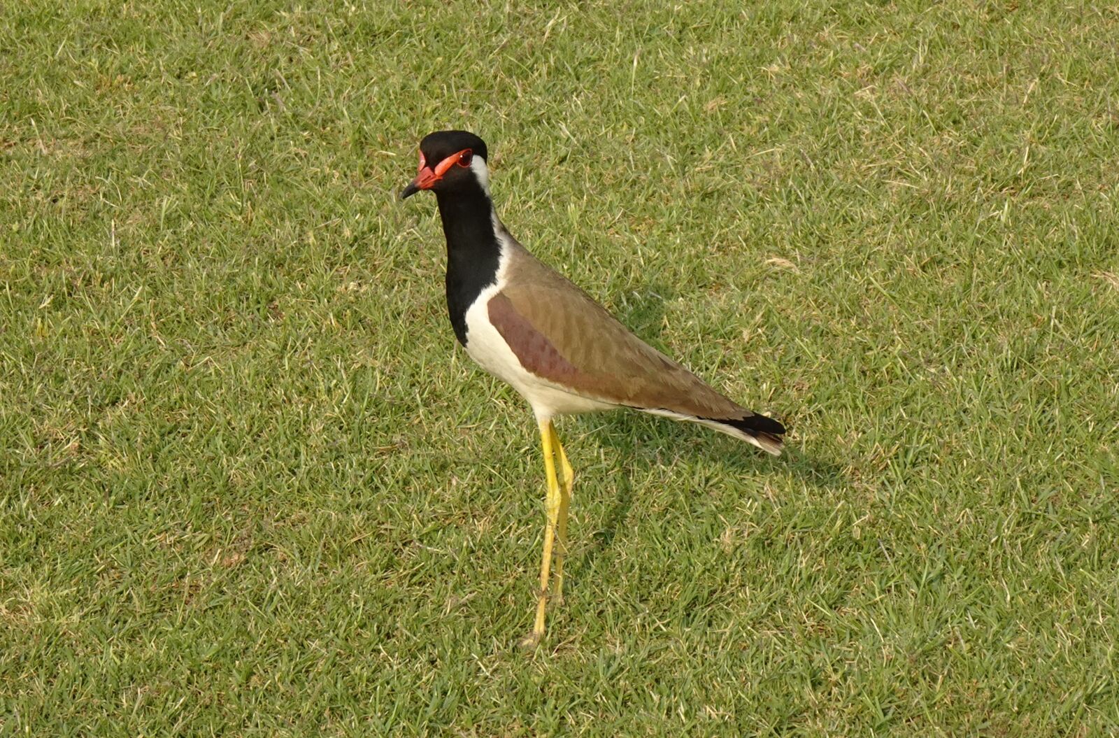 Sony DSC-WX800 sample photo. Bird, red-wattled lapwing, vanellus photography