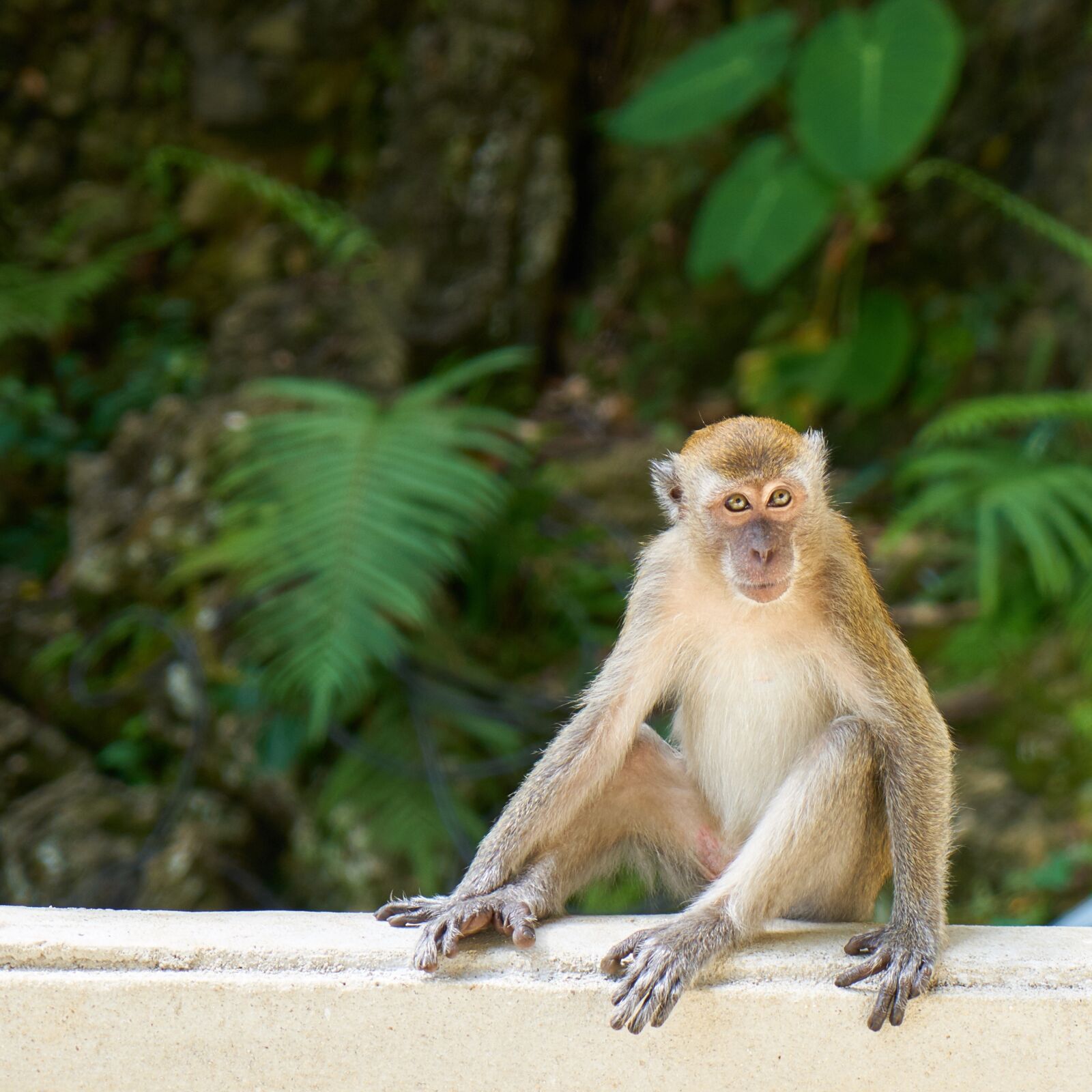 Sony a7R II sample photo. Monkey, animal, nature photography