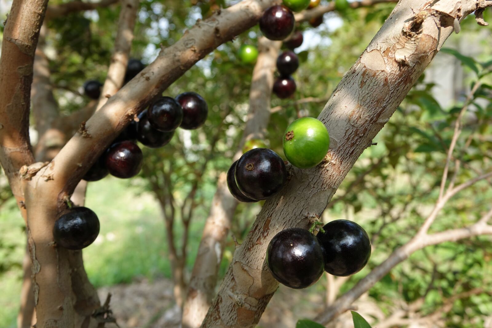 Sony Cyber-shot DSC-RX10 sample photo. Garbo greta fruit, tree photography