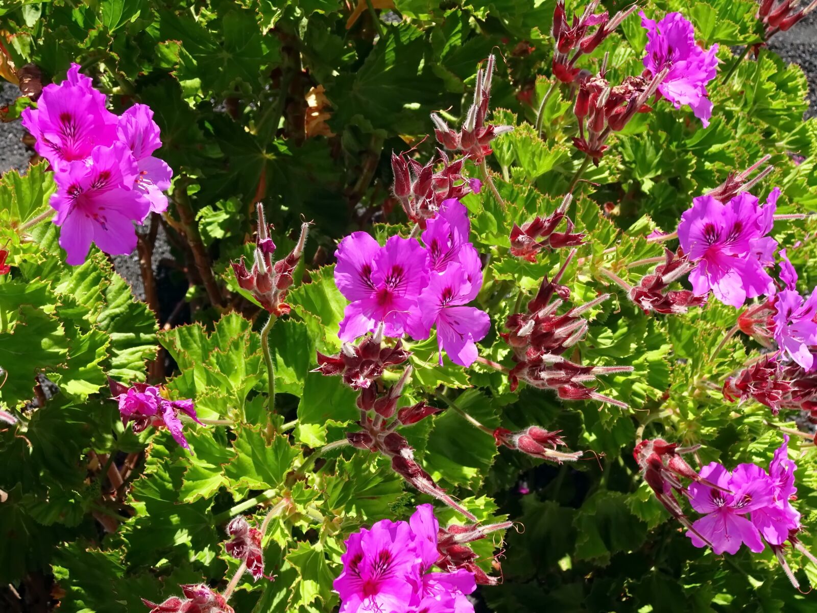 Sony Cyber-shot DSC-WX220 sample photo. Pelargonium, purple flowers, violet photography