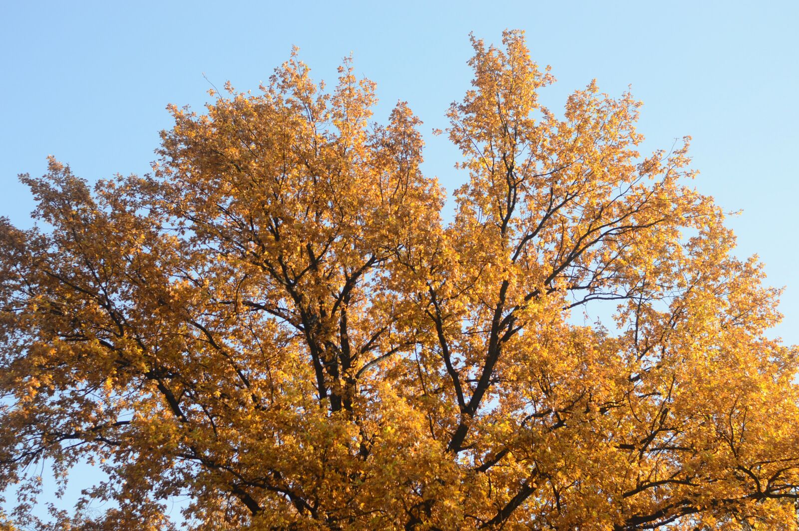 Nikon D3200 sample photo. Natural, tree wood, autumn photography