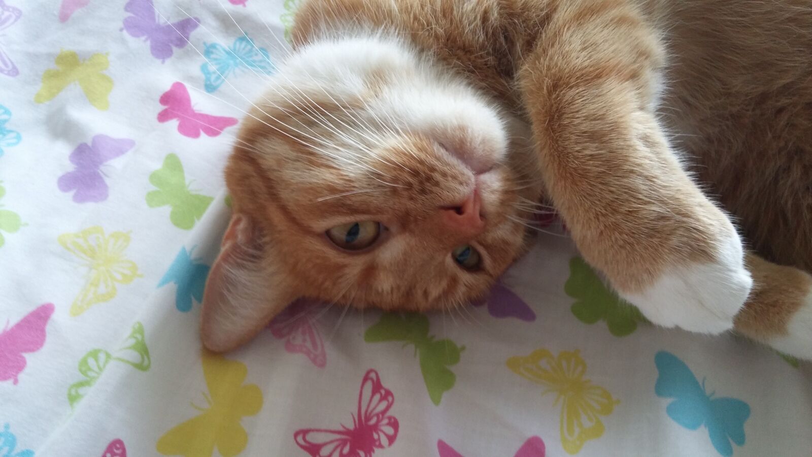 LG G3 sample photo. Kitty, kitten, playing photography