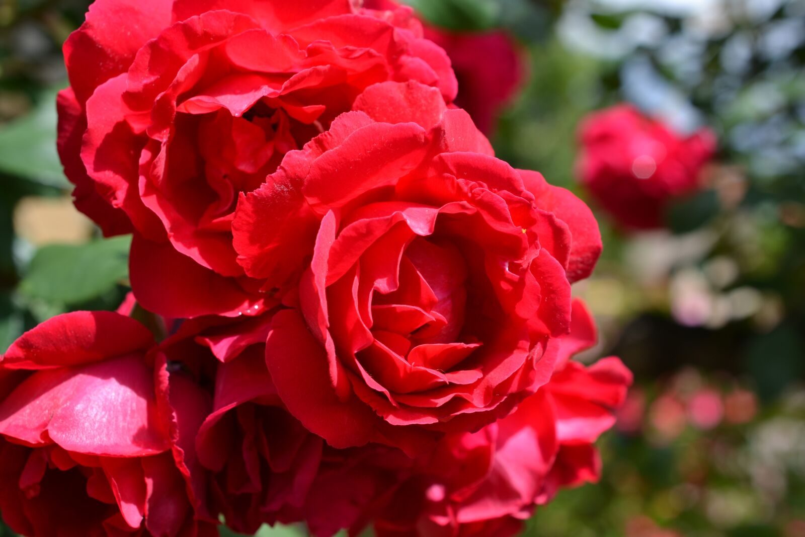Nikon D3100 sample photo. Flowers, roses, image photography