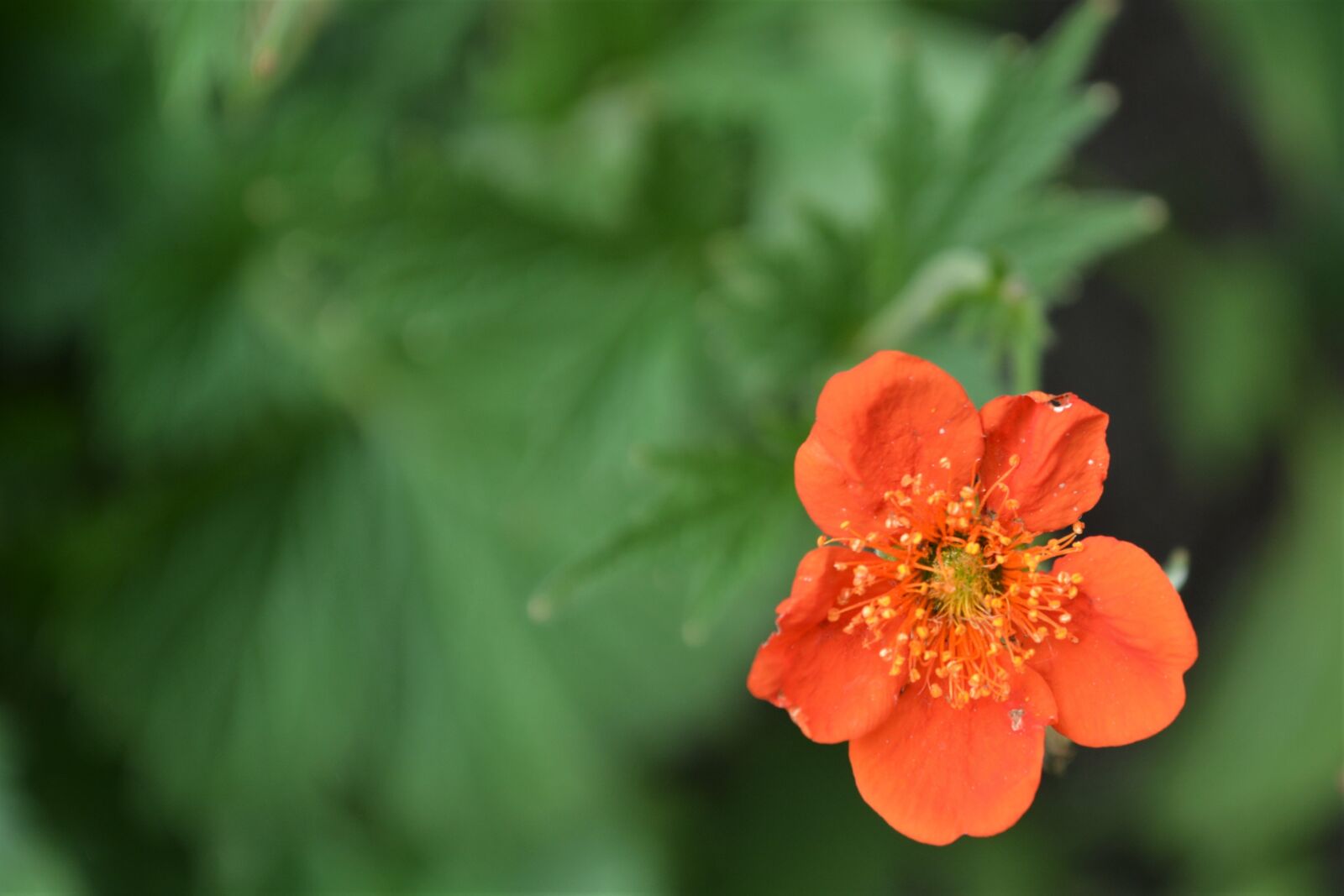 Nikon D5200 sample photo. Blossom, bloom, orange photography