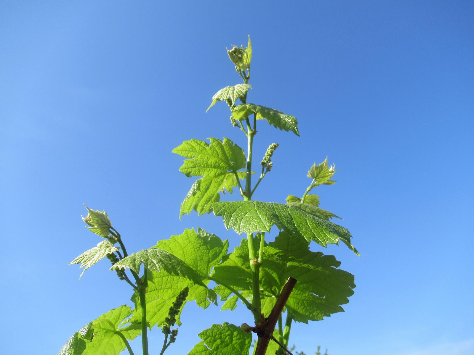 Canon PowerShot SX620 HS sample photo. Grape, foliage, plant photography
