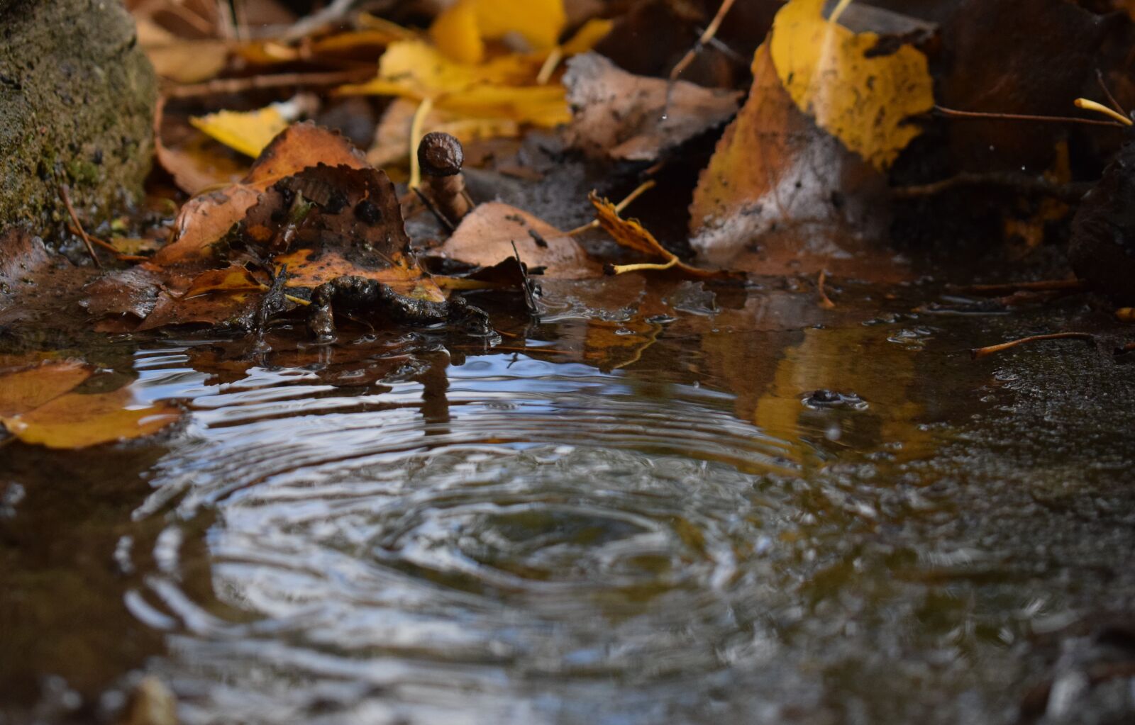 Nikon D3300 sample photo. Water, drops, autumn photography