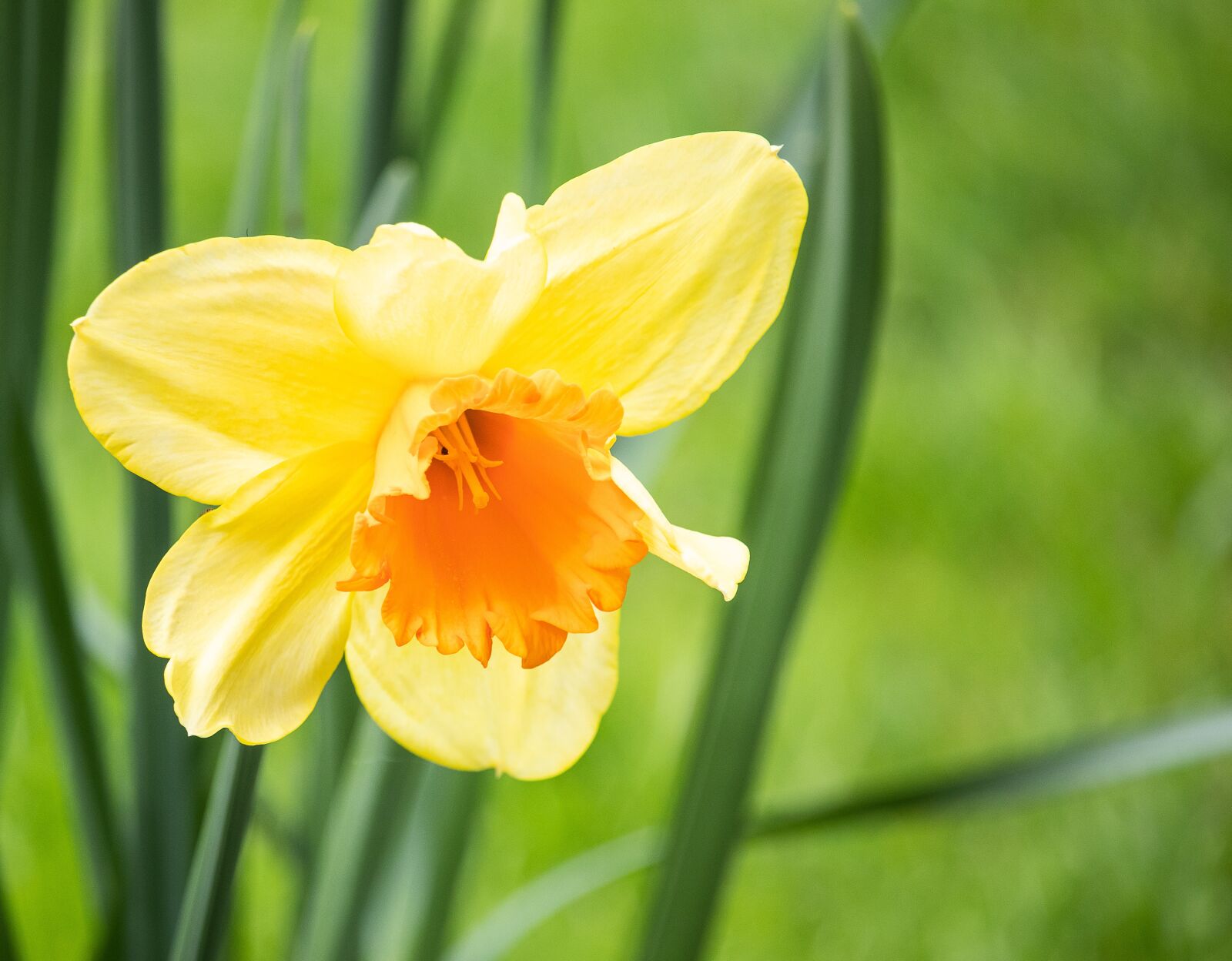 Canon EF-S 55-250mm F4-5.6 IS STM sample photo. Daffodil, narcissus, flower photography