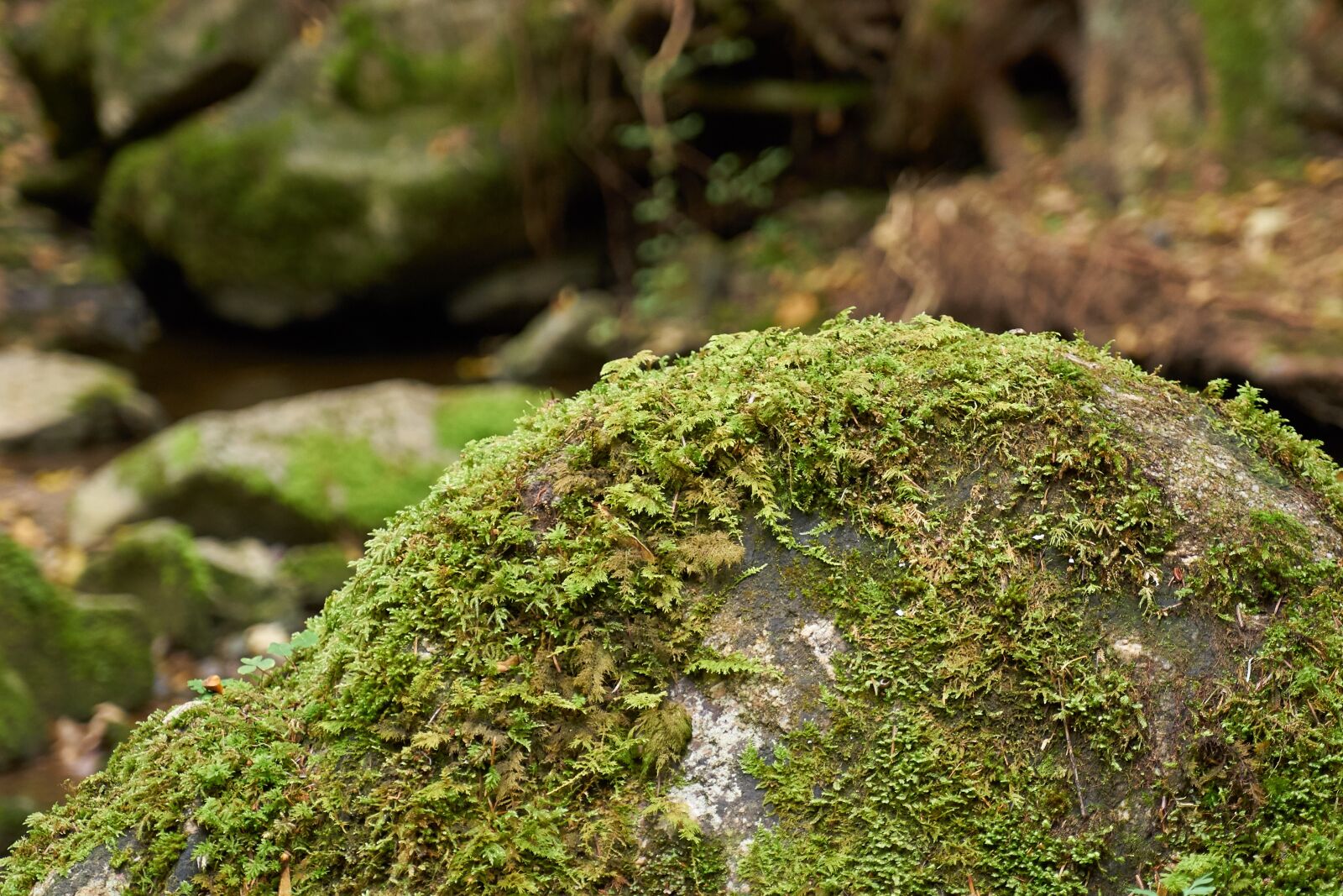Sony a7 II sample photo. Forest, gorge, bach photography